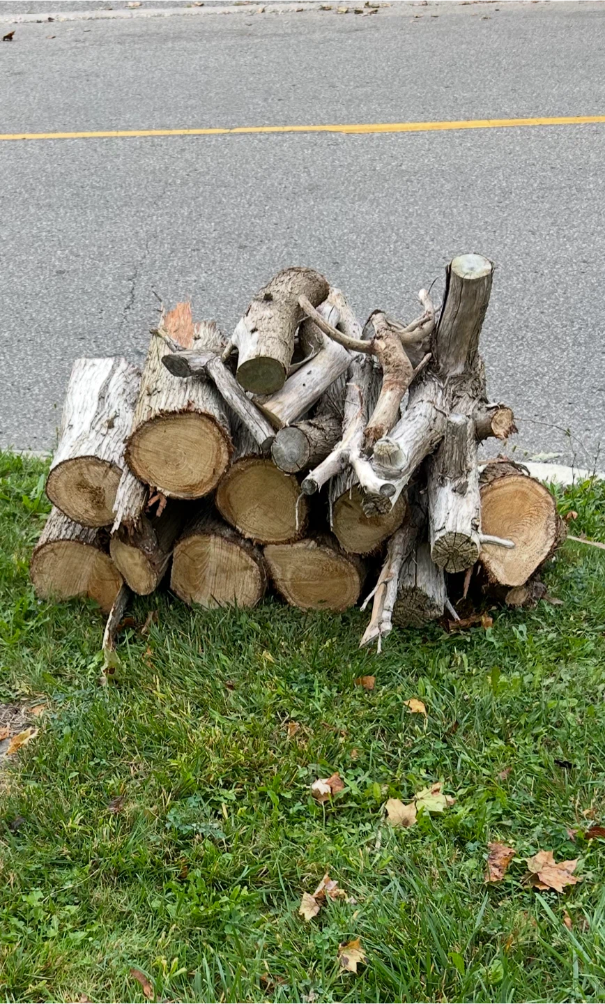 Firewood Logs