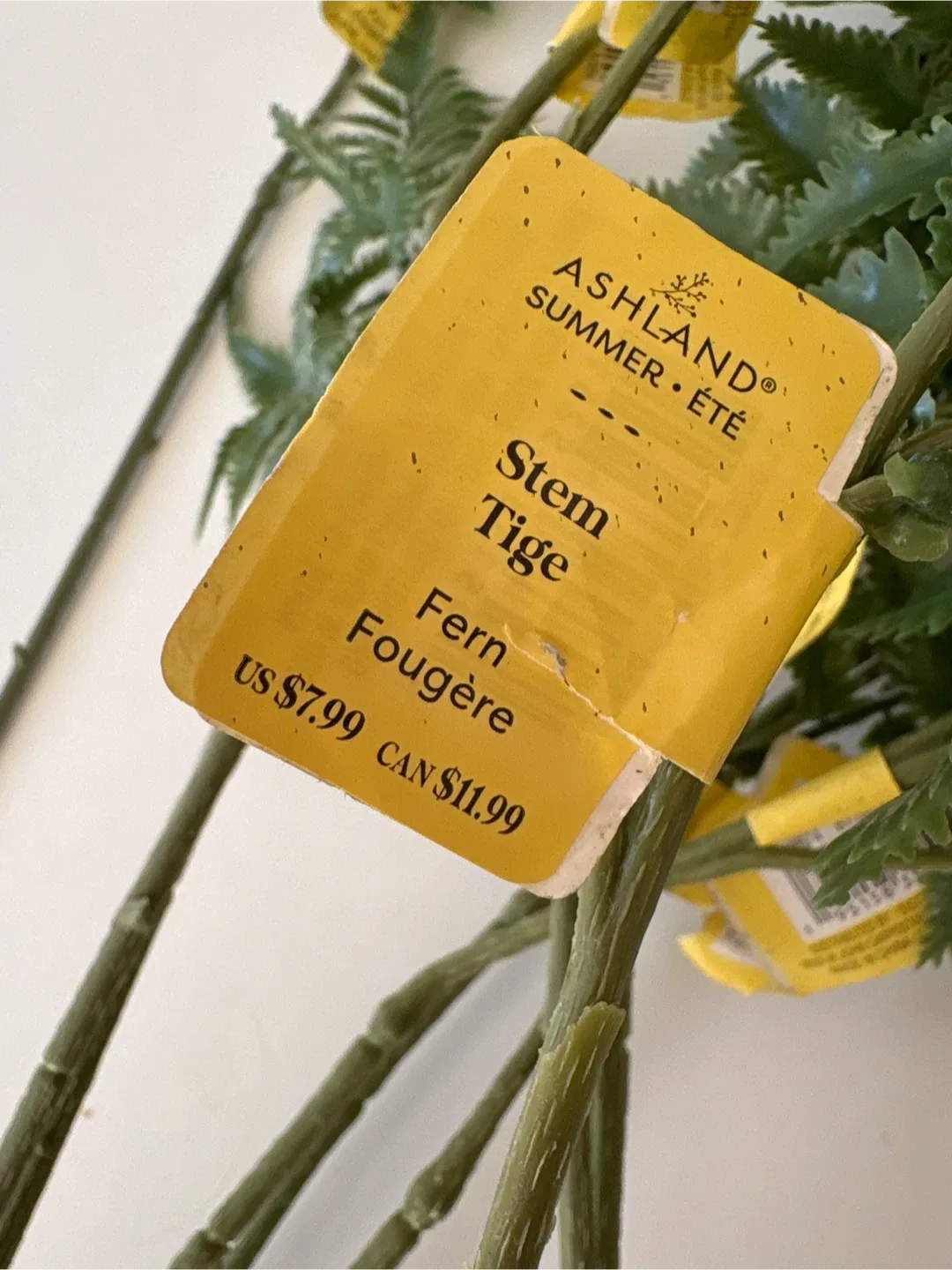 11 stems Ashland Summer Fern Stem image indicator(2)