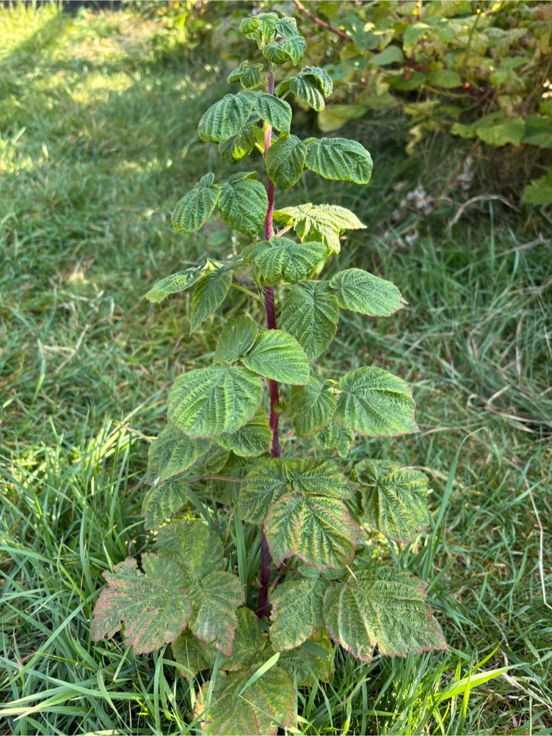 Raspberry sapling thumbnail