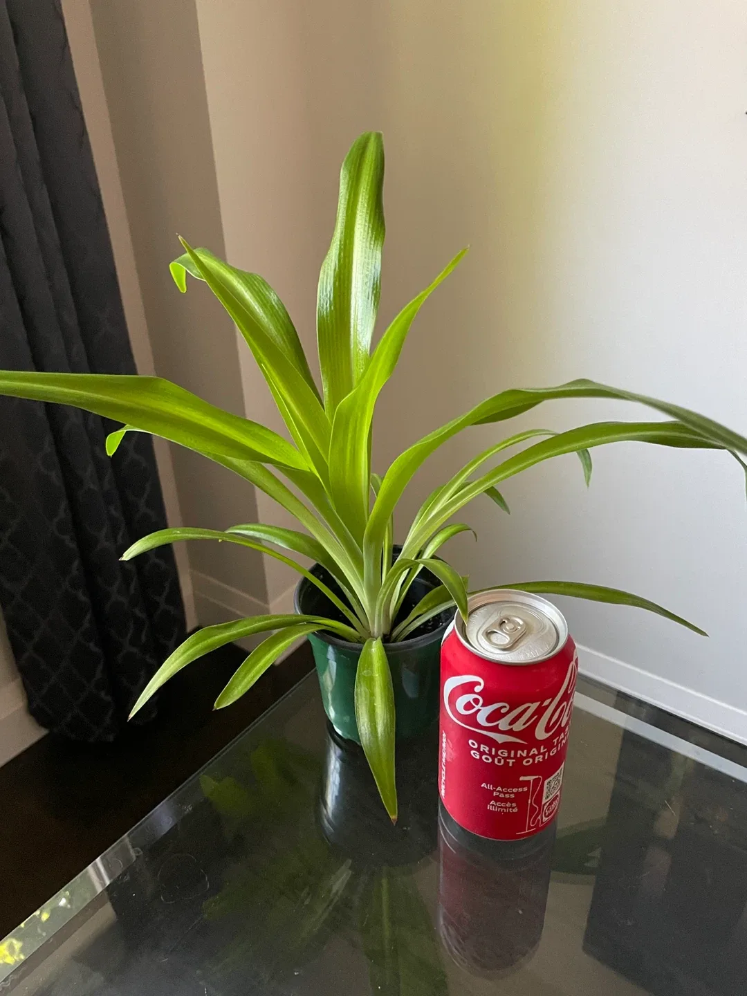 Green Spider Plant thumbnail
