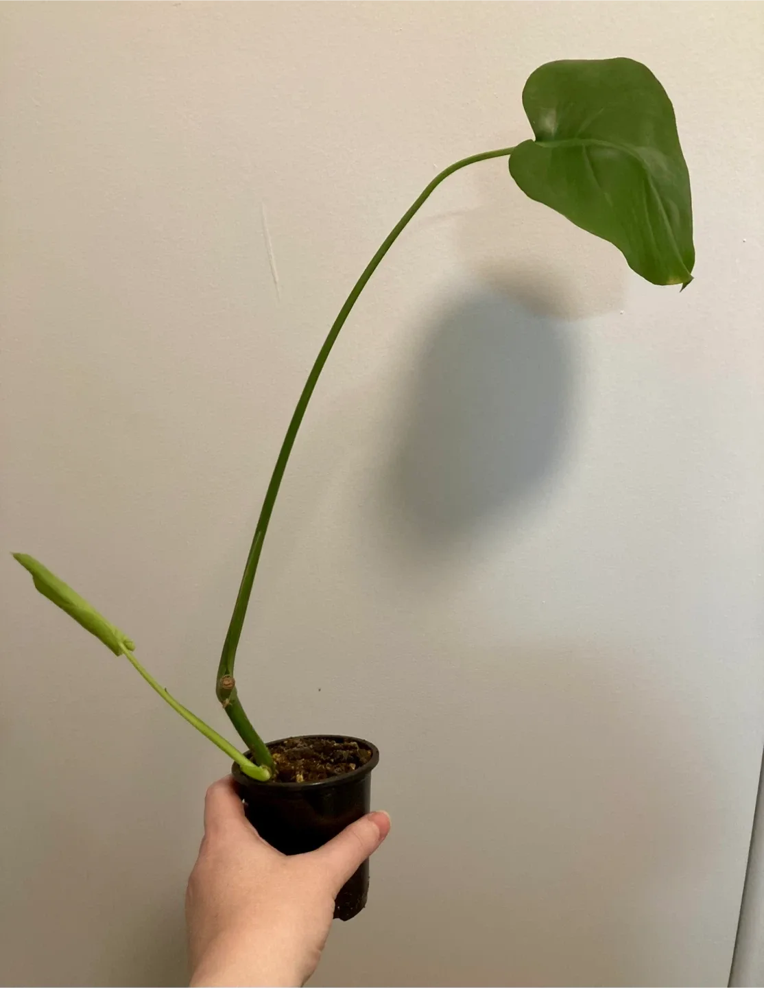 Rooted Monstera Cutting thumbnail