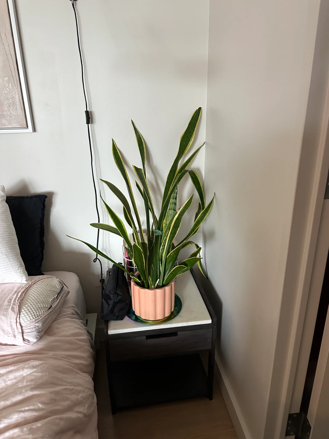 Indoor house plants 🪴 assorted plants in pots