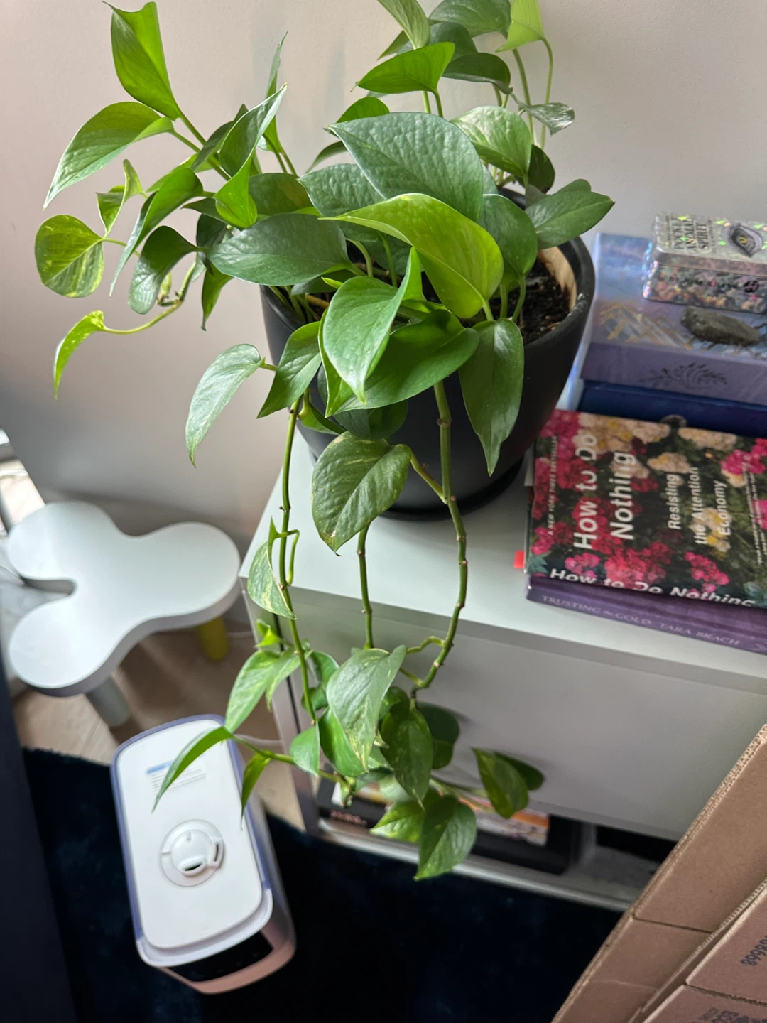 Indoor house plants 🪴 assorted plants in pots - photo 5