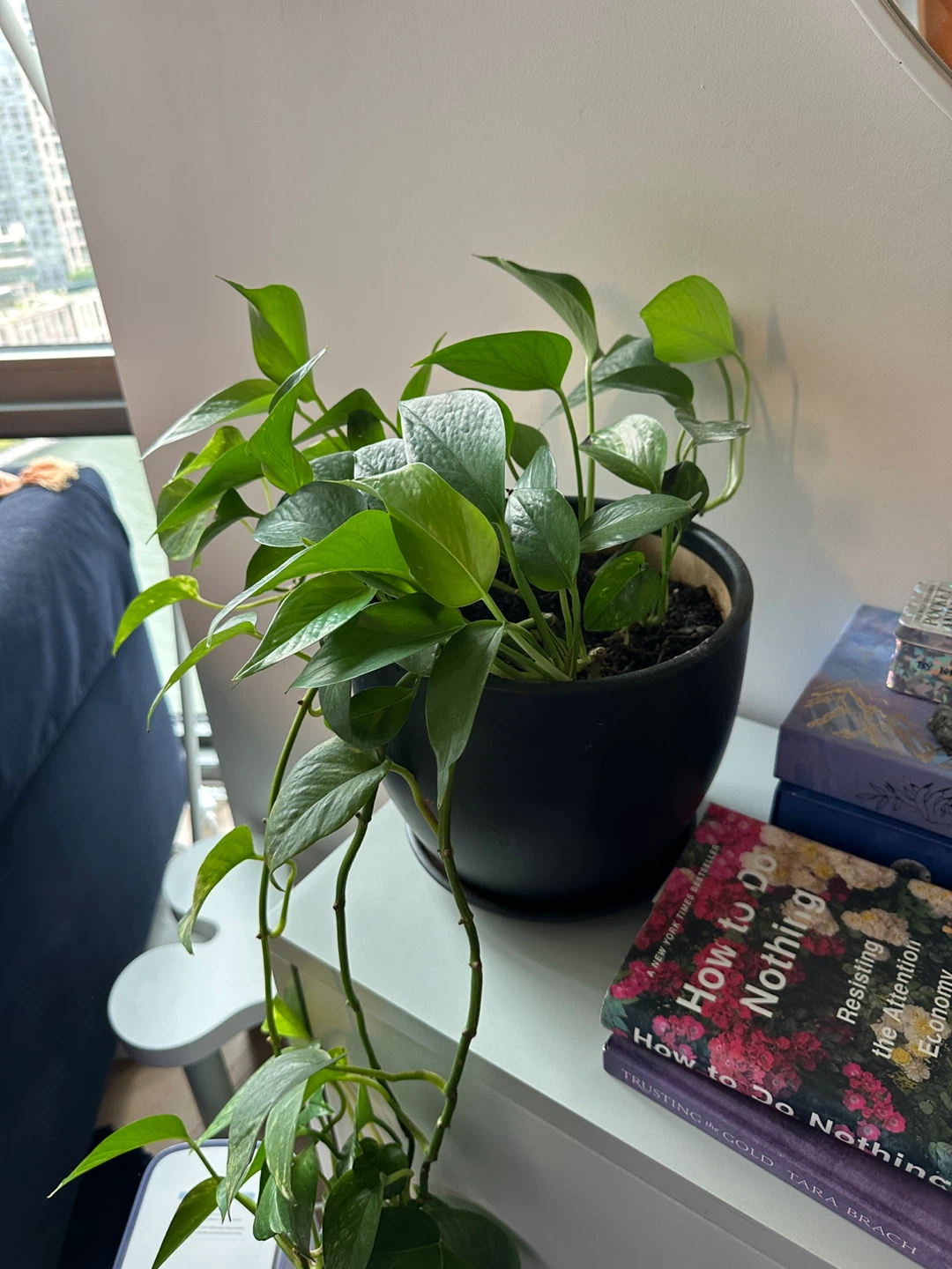 Indoor house plants 🪴 assorted plants in pots - photo 2