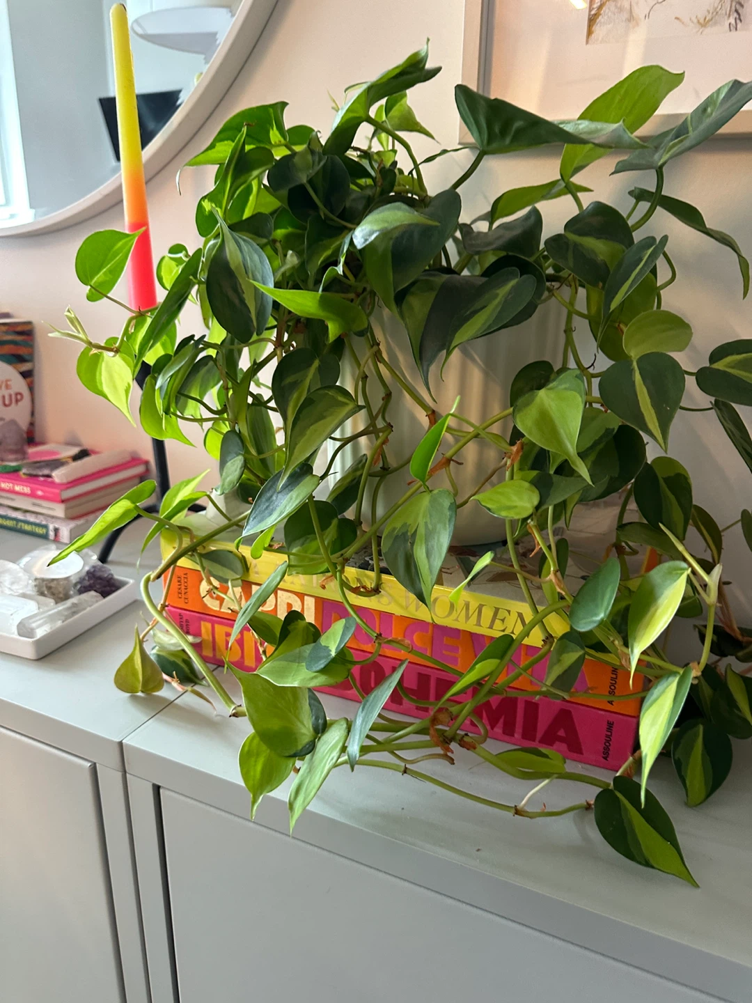 Indoor house plants 🪴 assorted plants in pots - photo 4