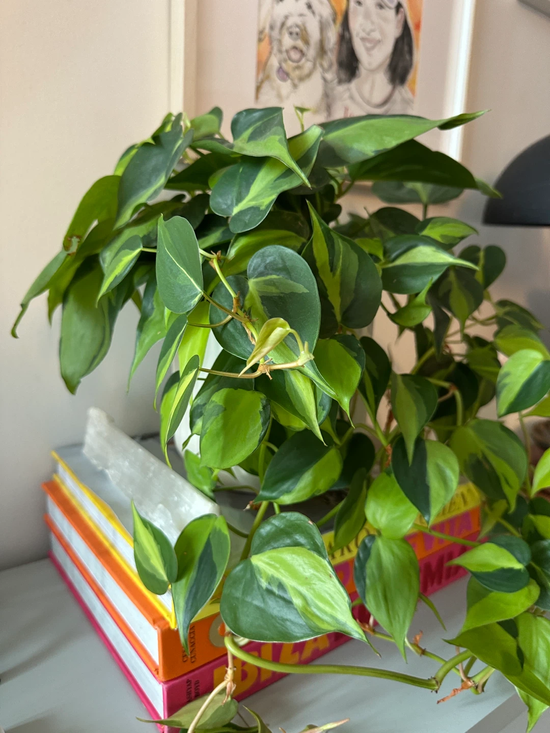 Indoor house plants 🪴 assorted plants in pots - photo 3