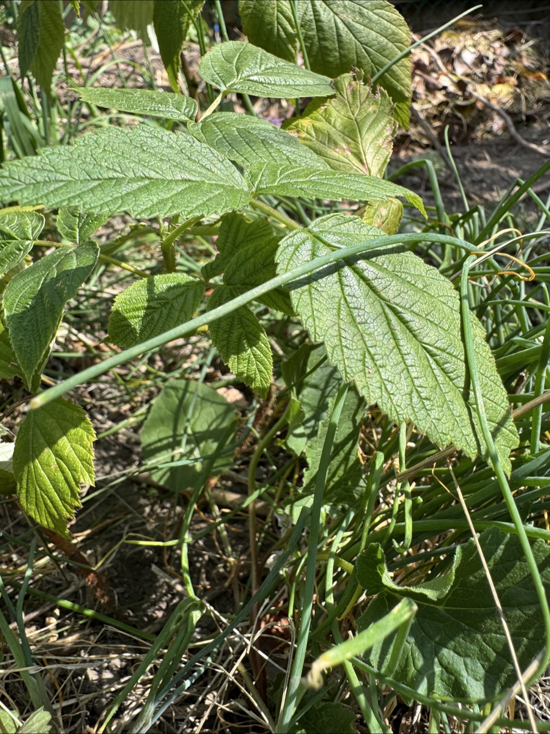 Raspberry plant - photo 2