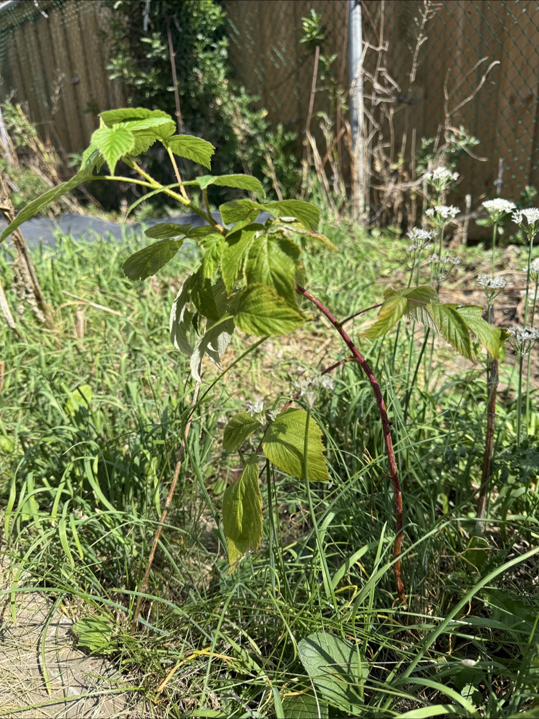 Raspberry plant