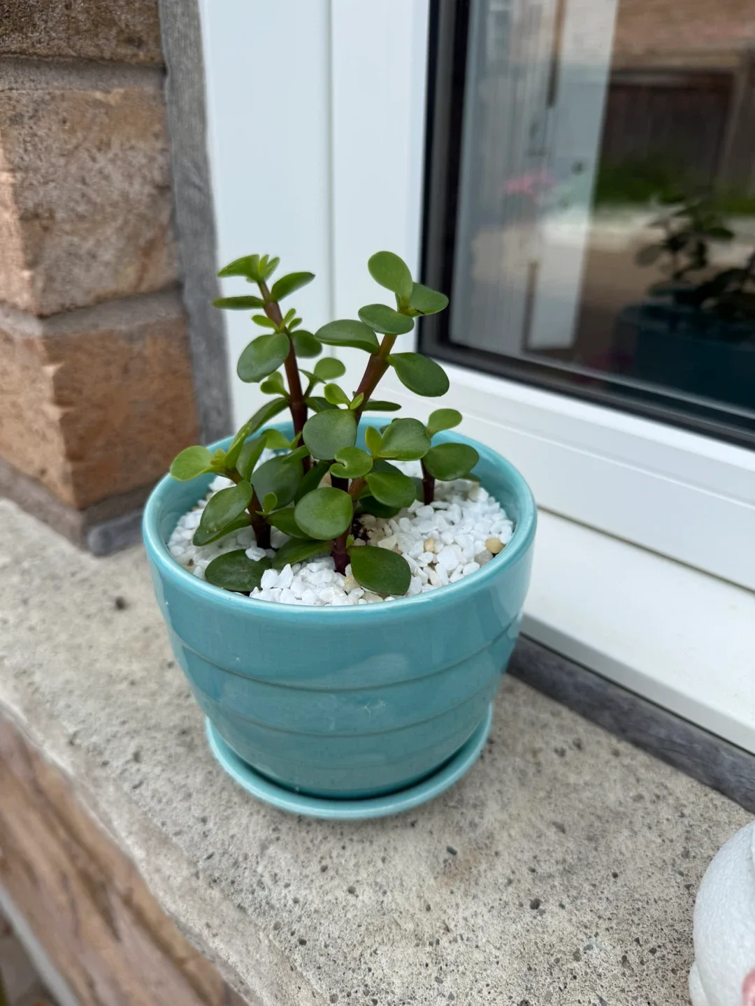 Potted Jade Plant thumbnail