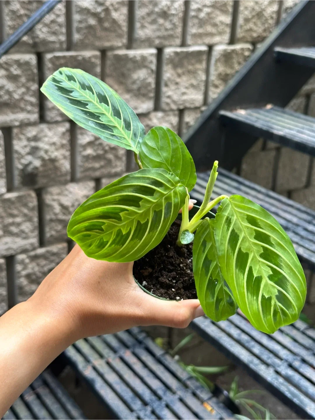 Maranta Lemon Lime Prayer Plant thumbnail