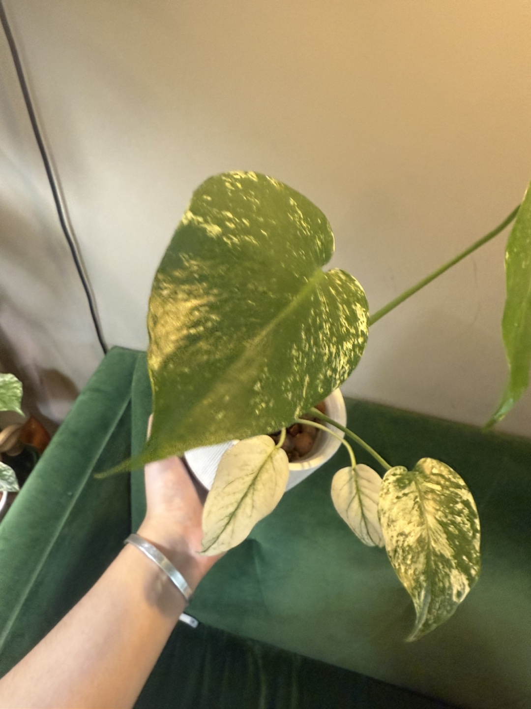 Monstera Mint semi mature plant - photo 3