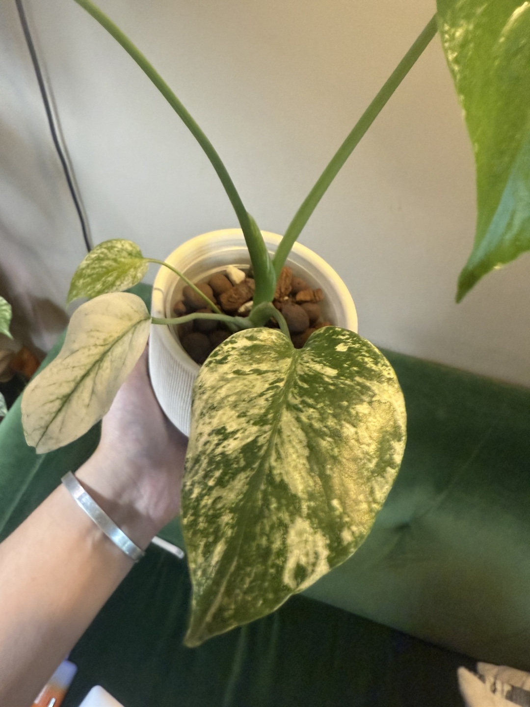 Monstera Mint semi mature plant - photo 4