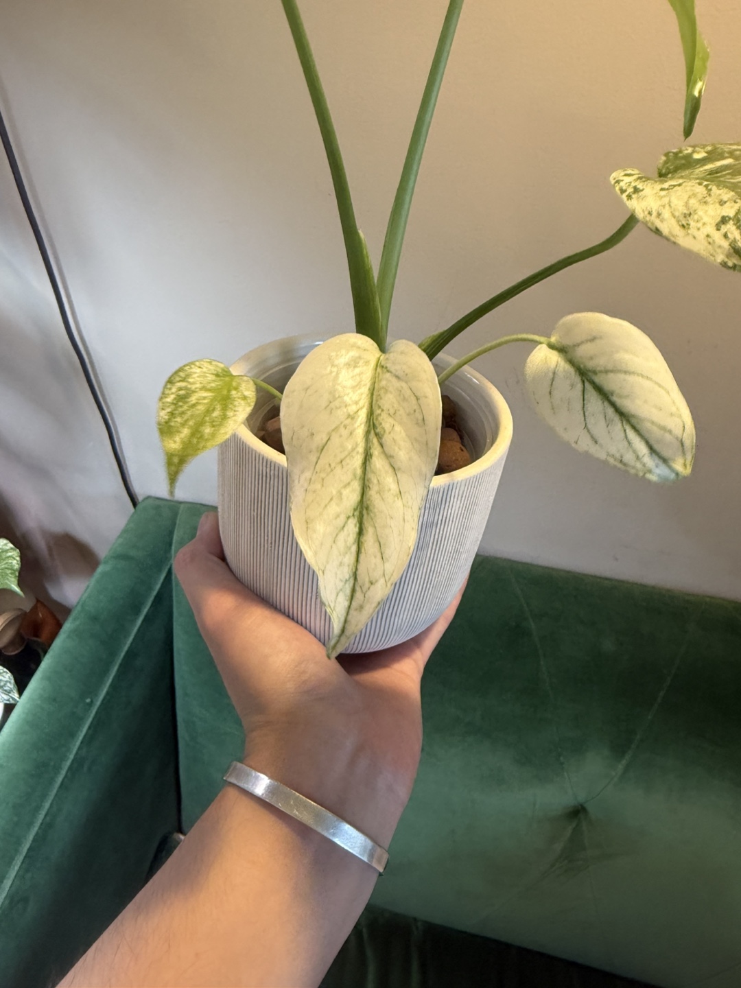 Monstera Mint semi mature plant - photo 5