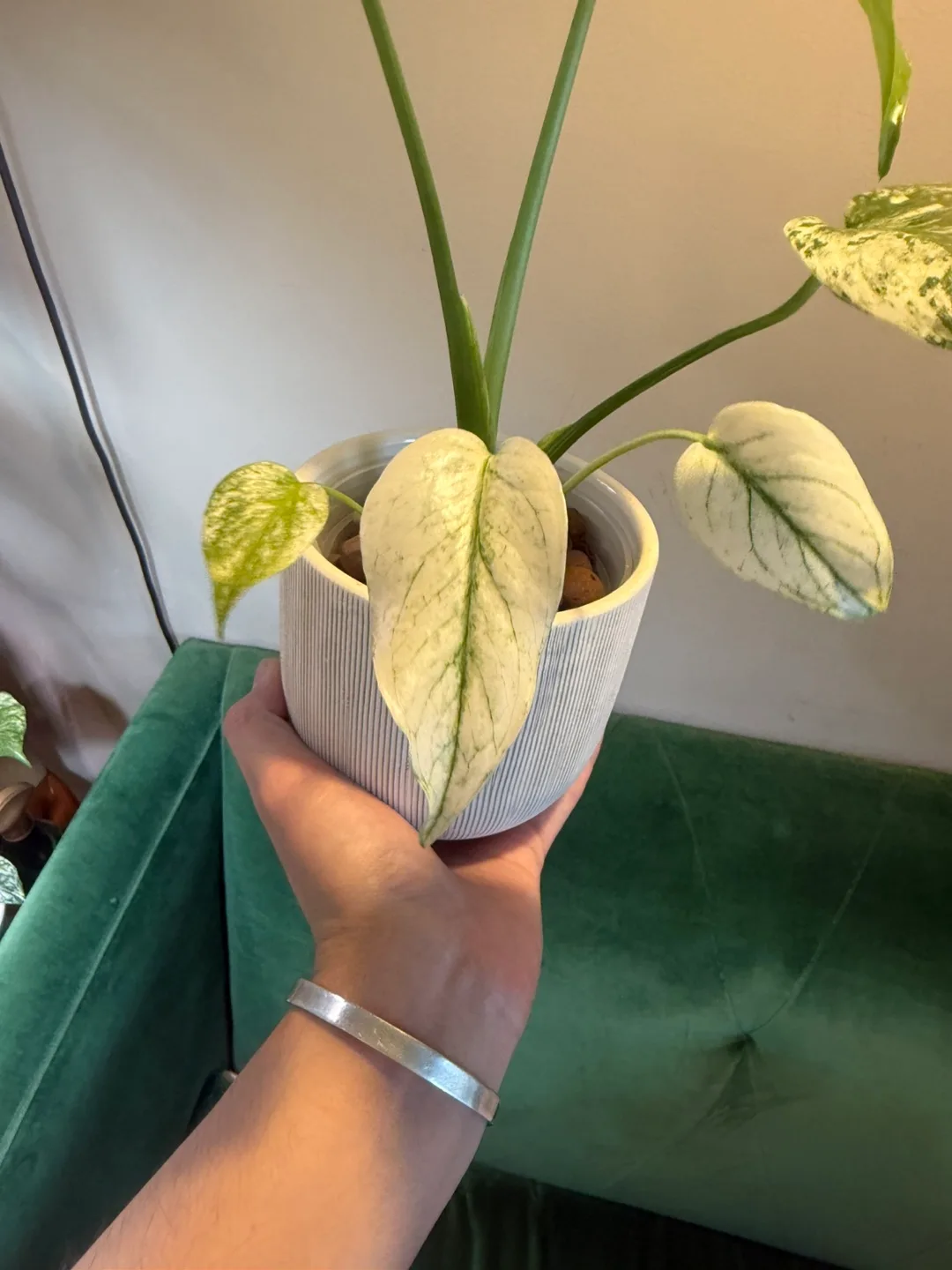 Monstera Mint semi mature plant image indicator(5)