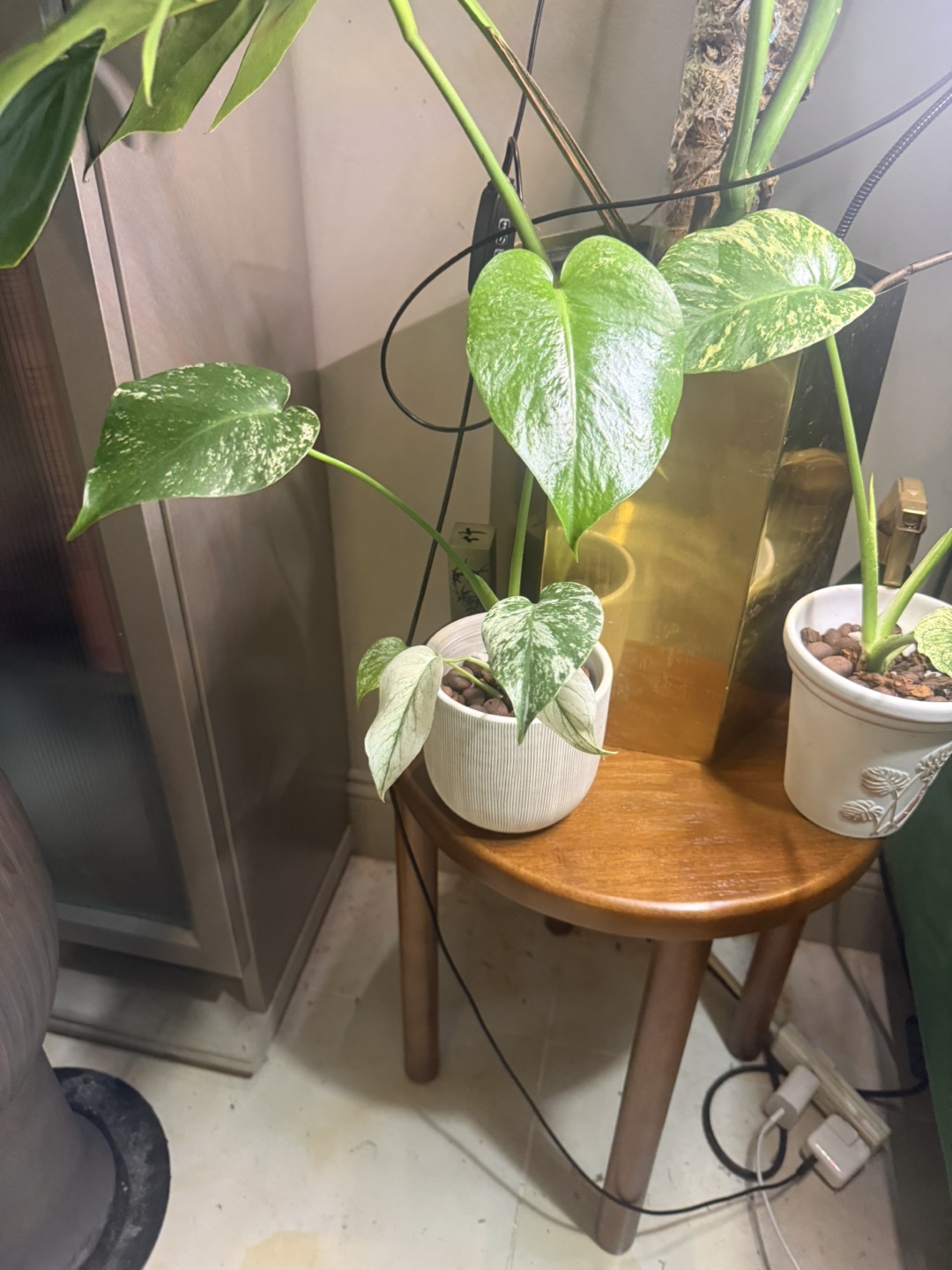 Monstera Mint semi mature plant - photo 2