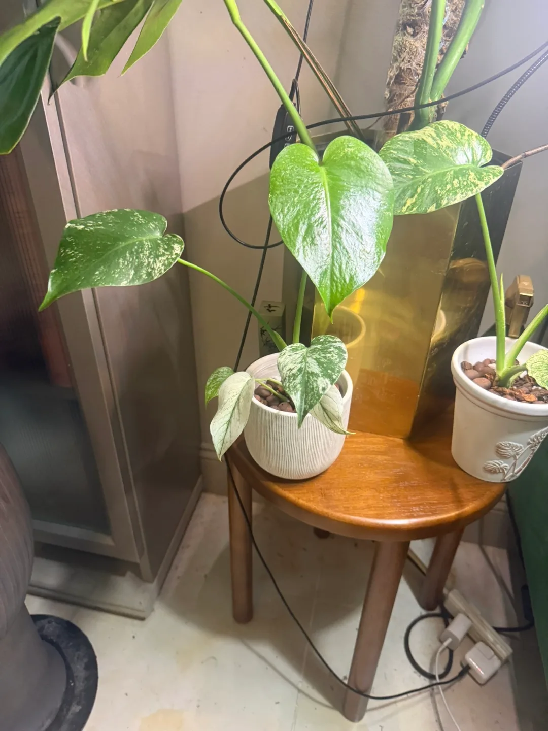 Monstera Mint semi mature plant image indicator(2)