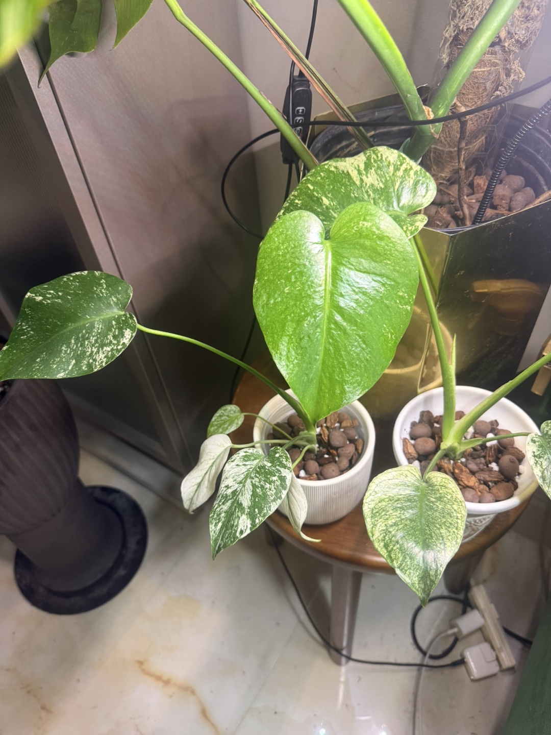 Monstera Mint semi mature plant