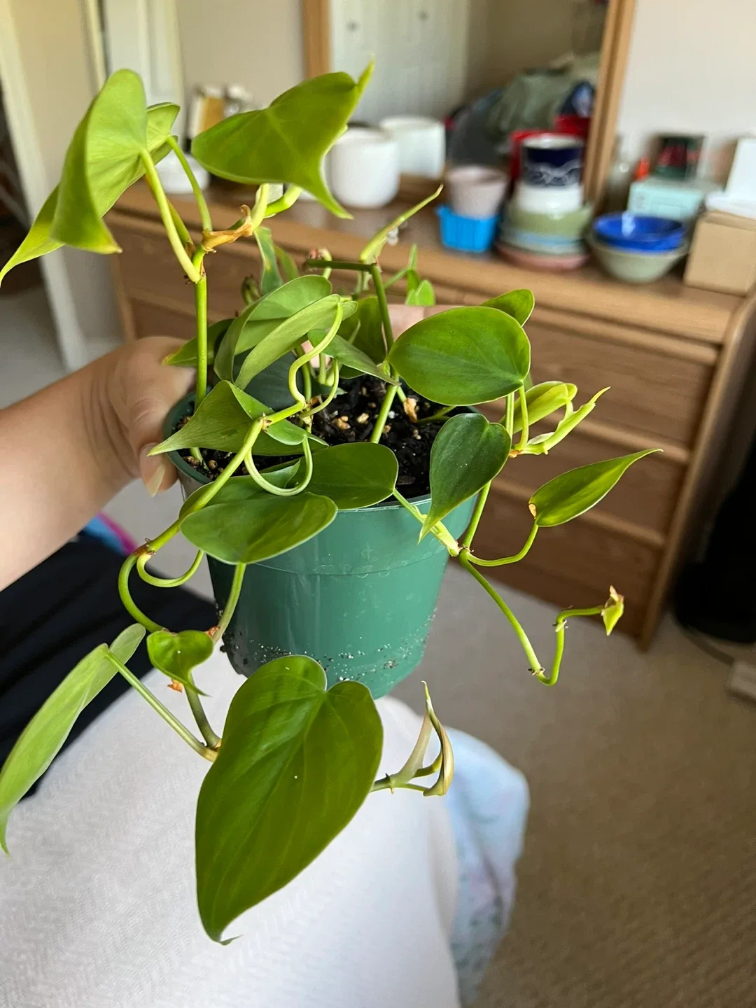 Heartleaf Philodendron Plant in a 4 inch pot thumbnail