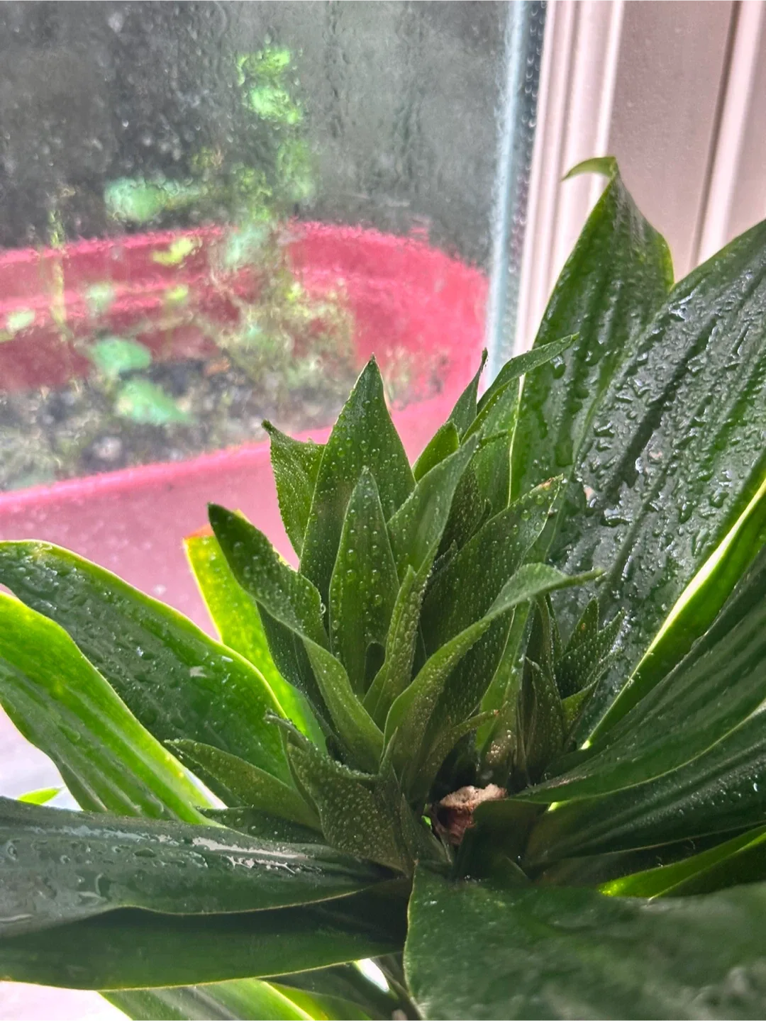 Dracaena Fragrans Plant Large image indicator(2)