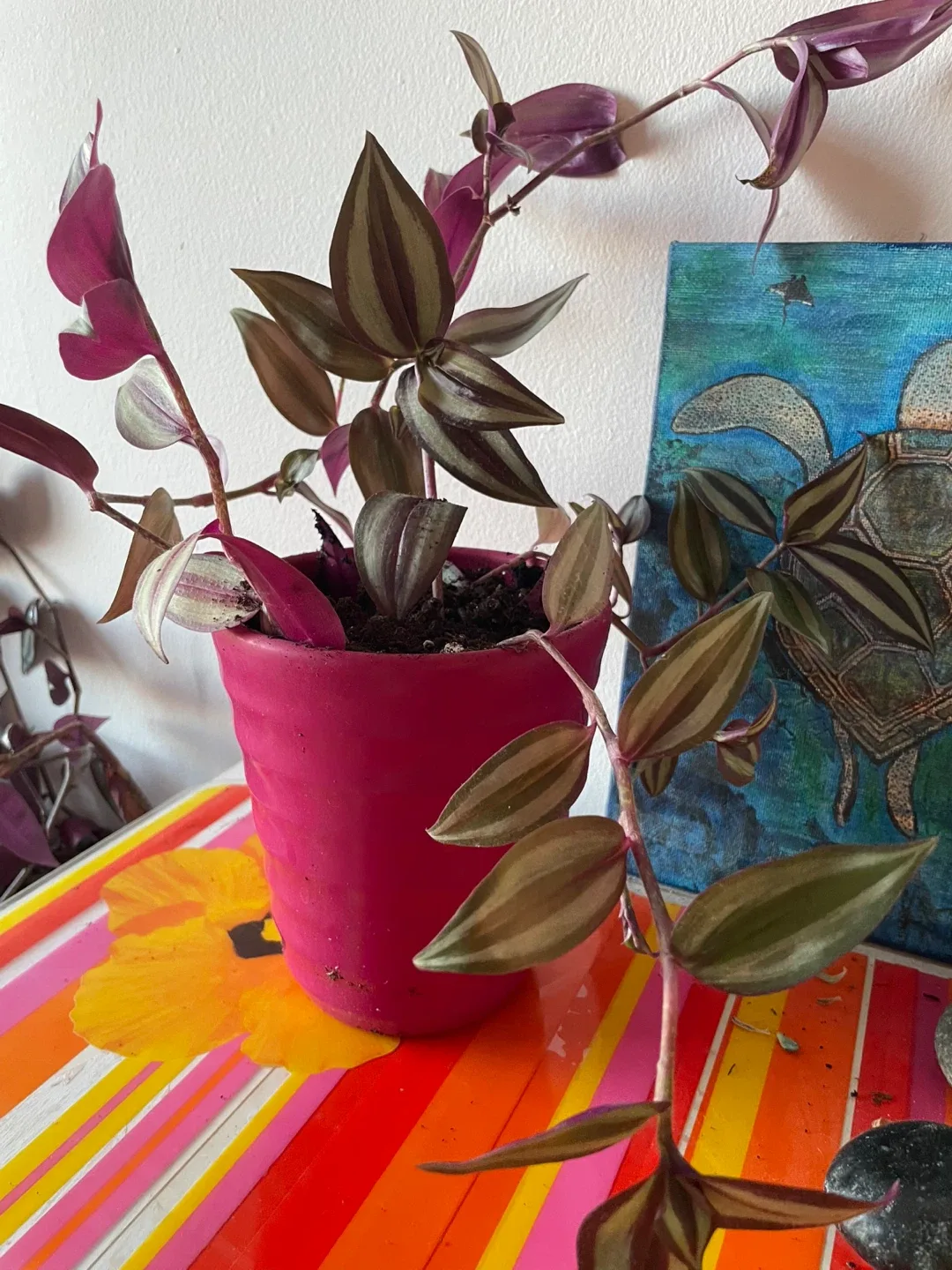 Tradescantia zebrina plant in pink pot thumbnail