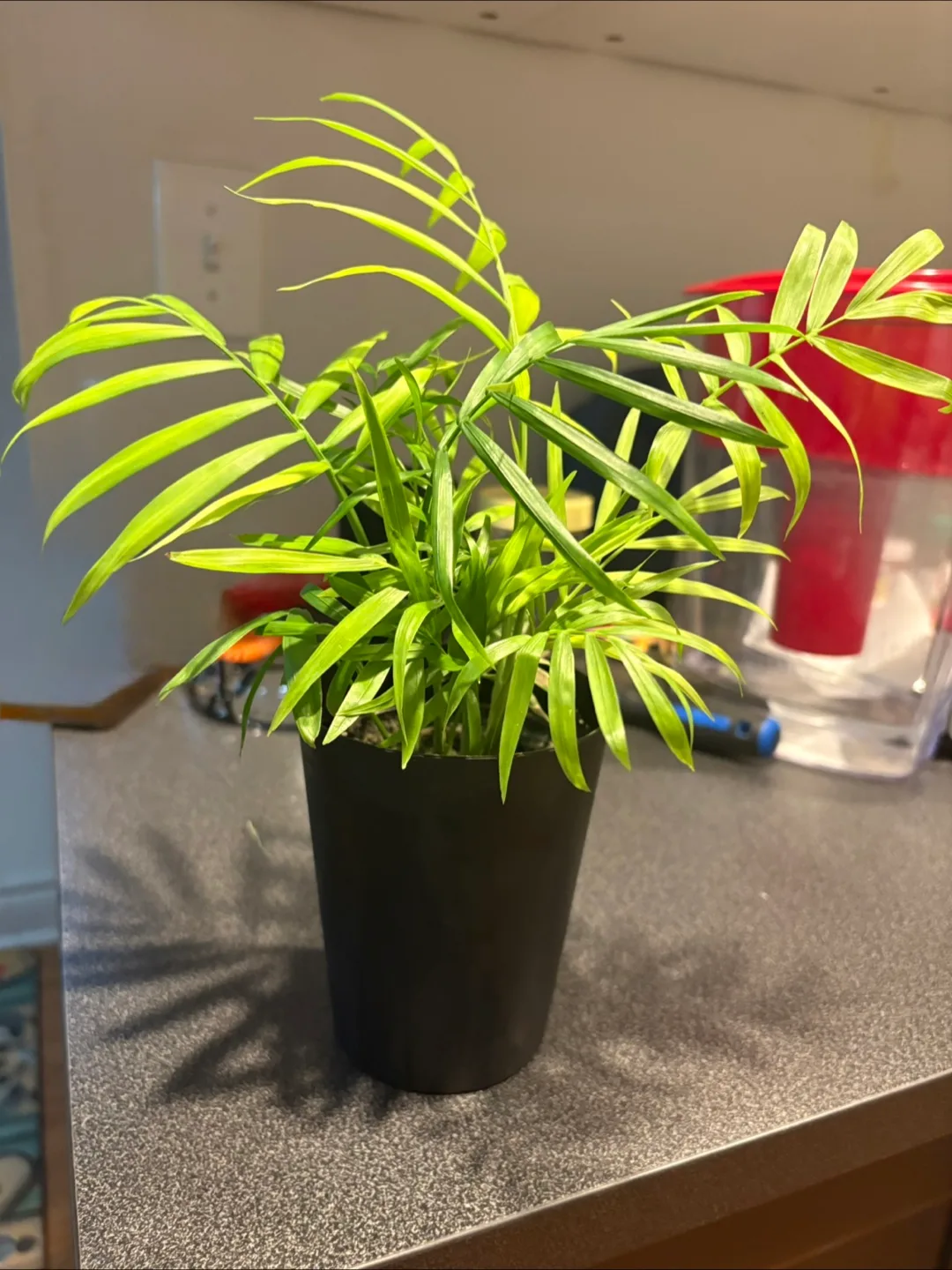 Bela Palm plant image indicator(3)