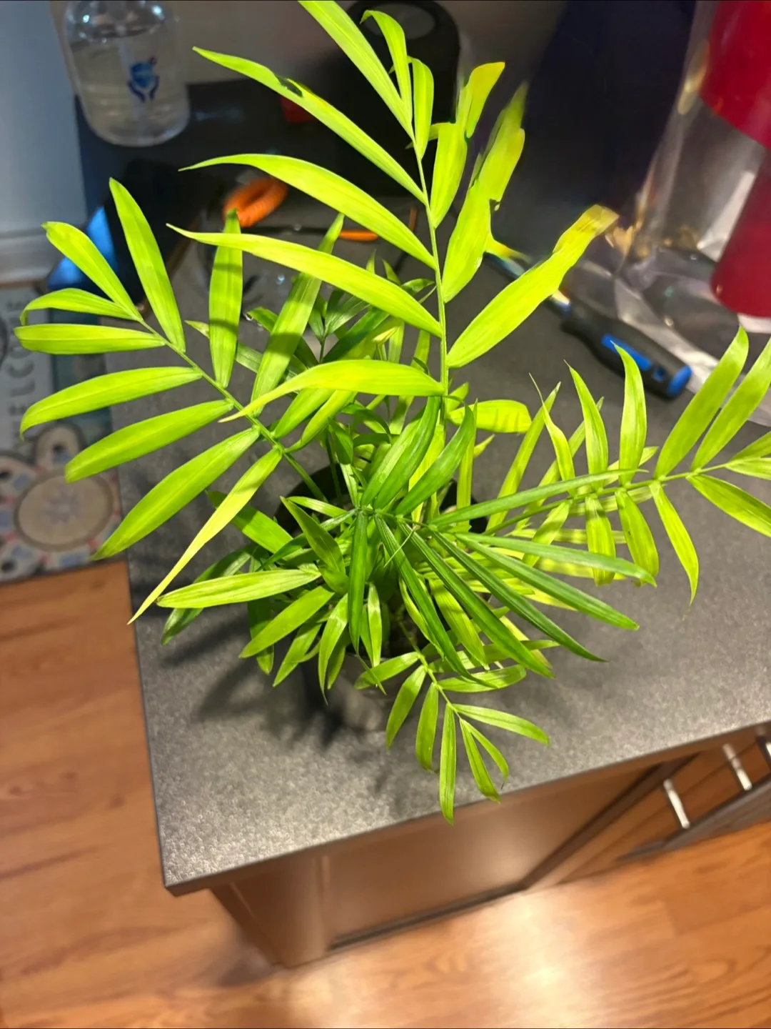 Bela Palm plant image indicator(2)