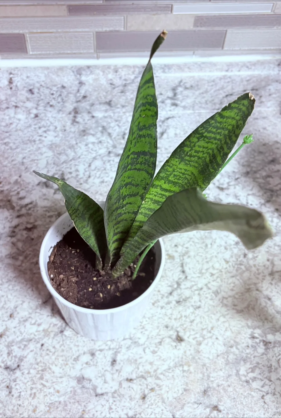 Snake Plant in Pot image indicator(2)