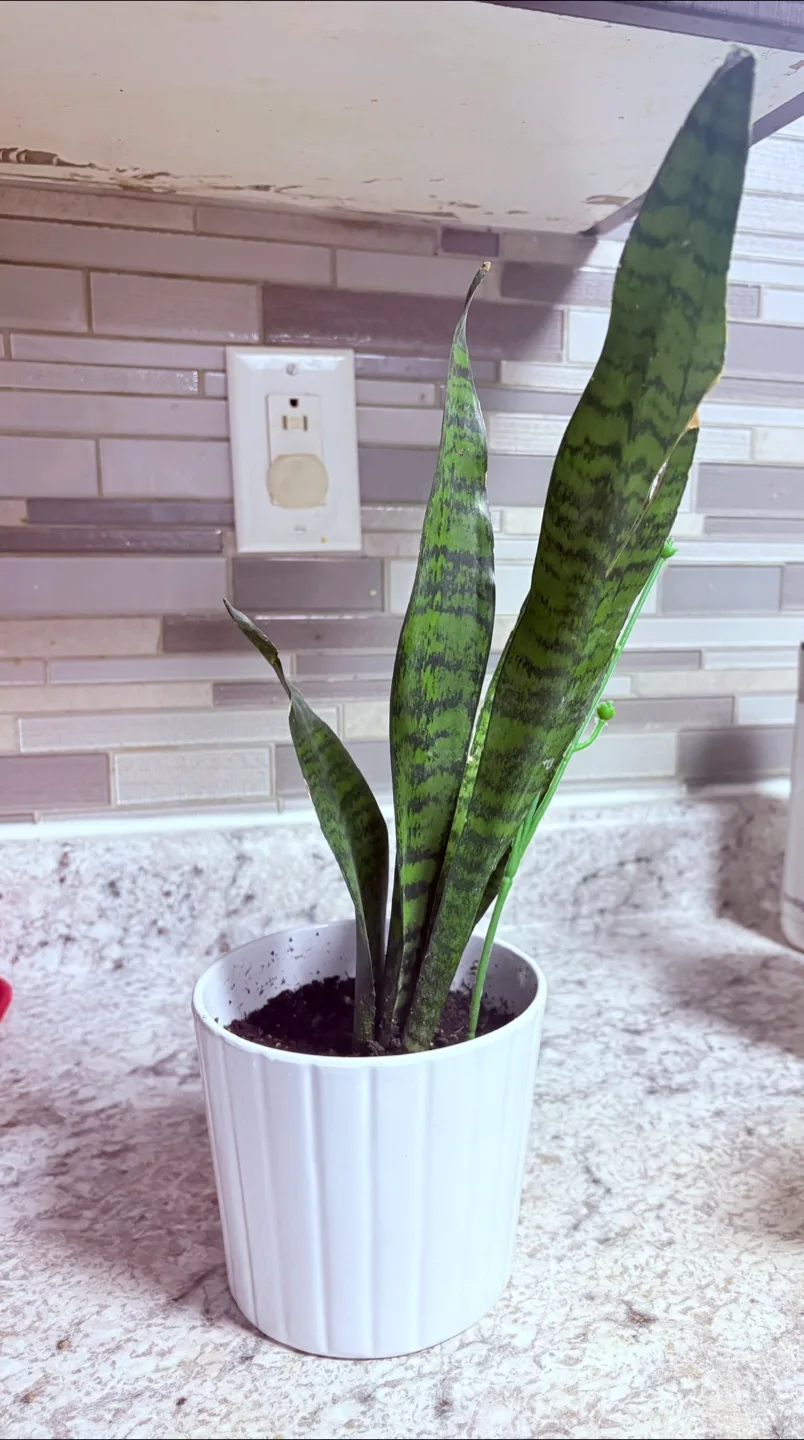 Snake Plant in Pot image indicator(3)