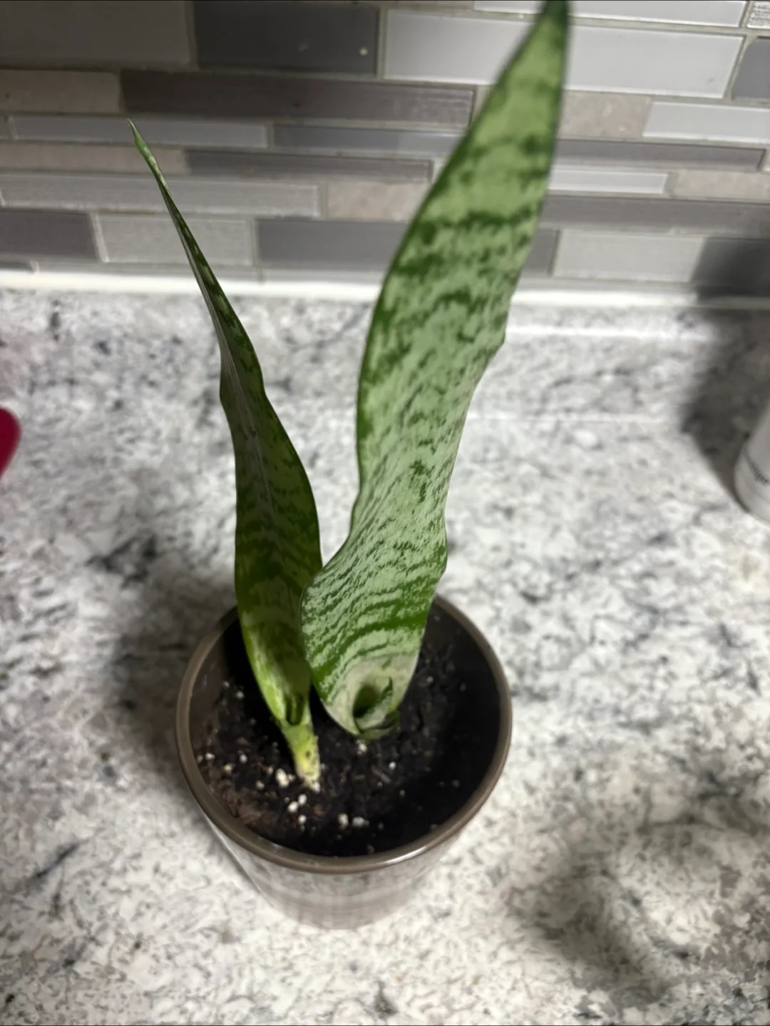 Snake Plant in Pot image indicator(6)