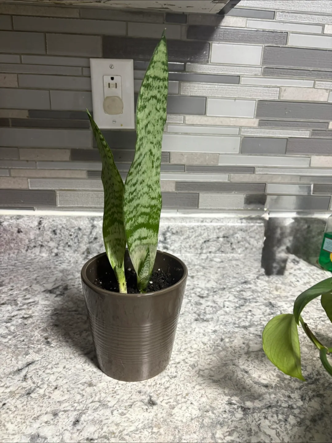 Snake Plant in Pot image indicator(4)