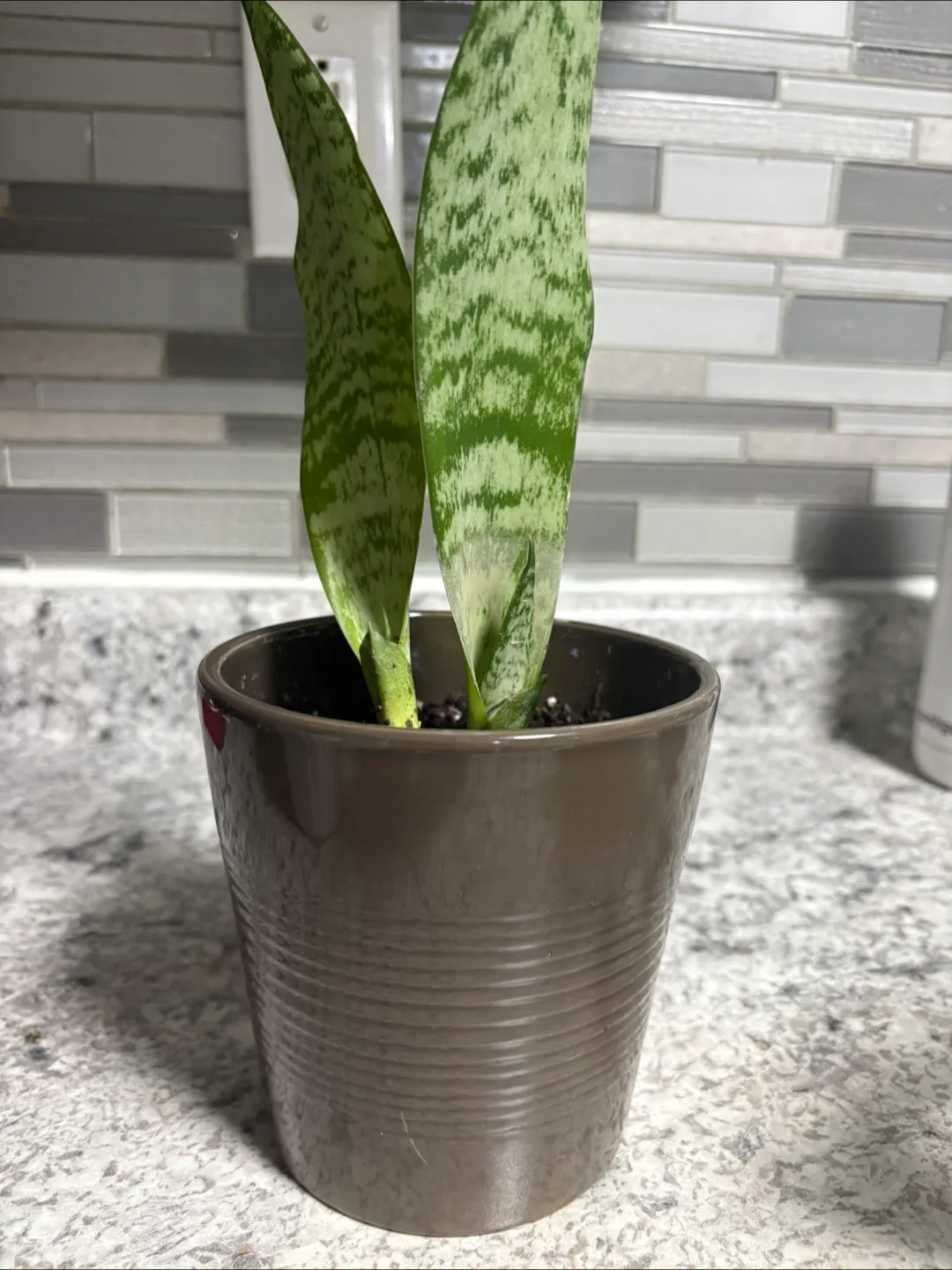Snake Plant in Pot image indicator(5)