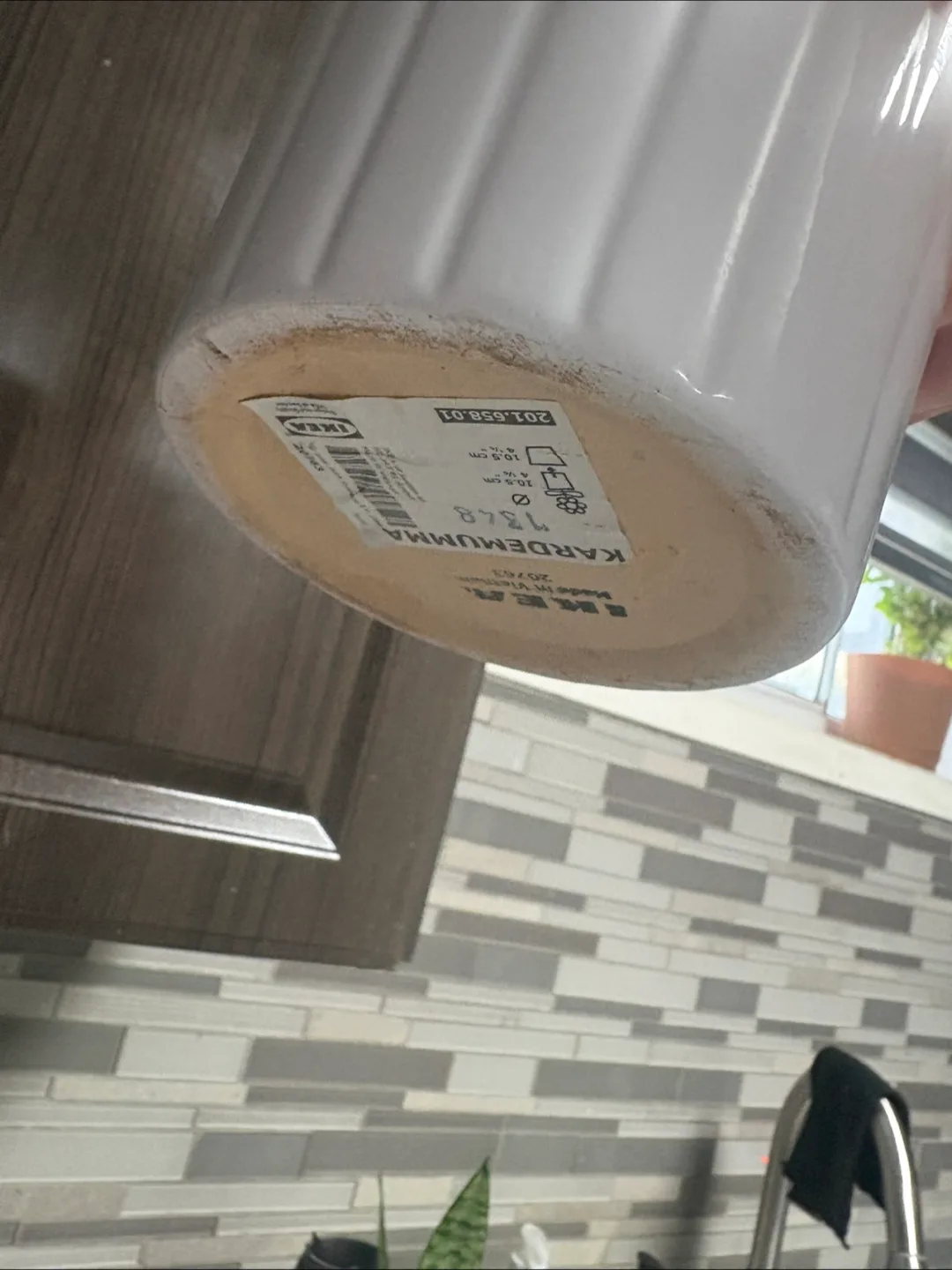 Snake Plant in Pot image indicator(7)