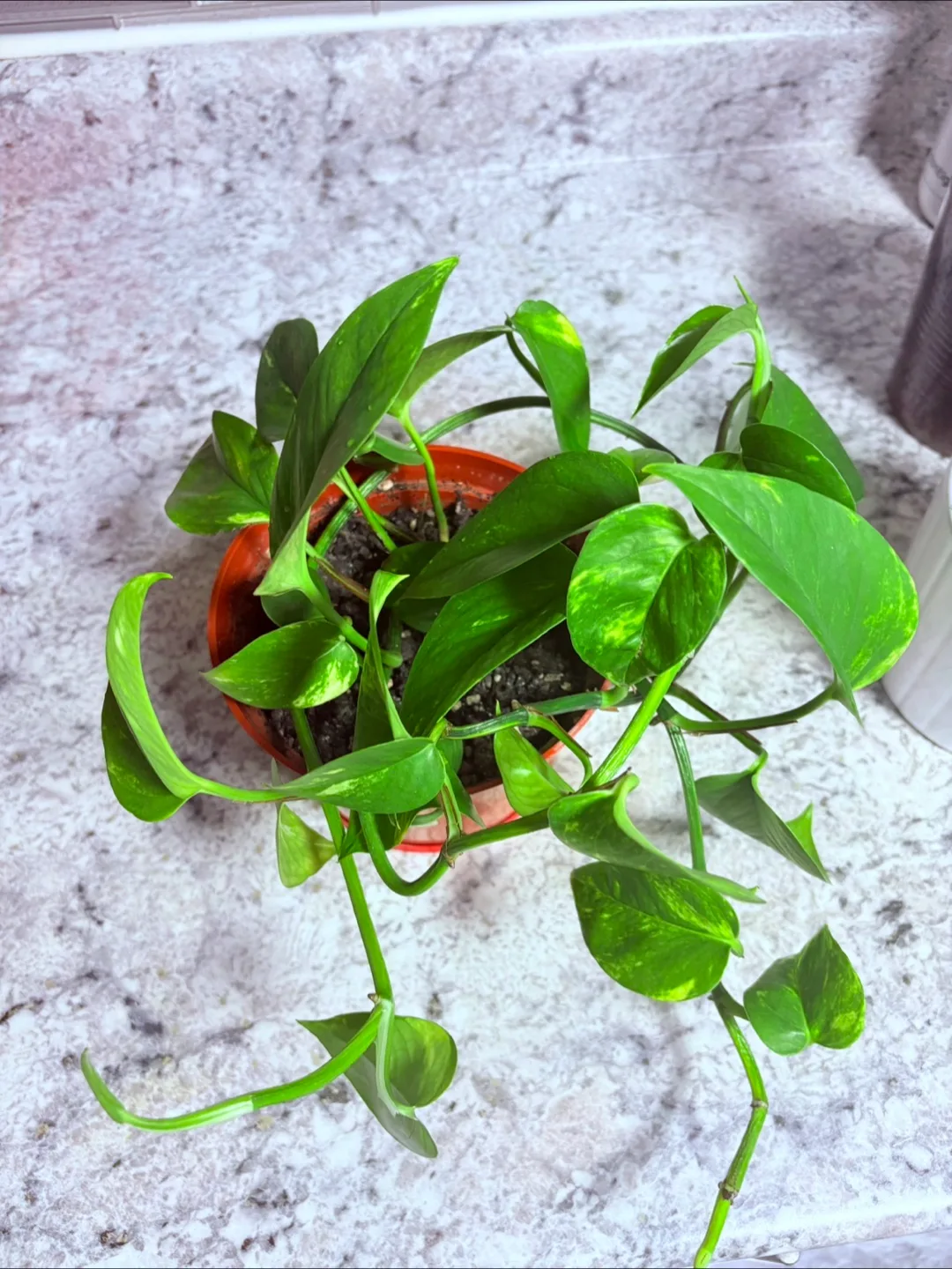 Potted Golden Pothos Plant image indicator(4)