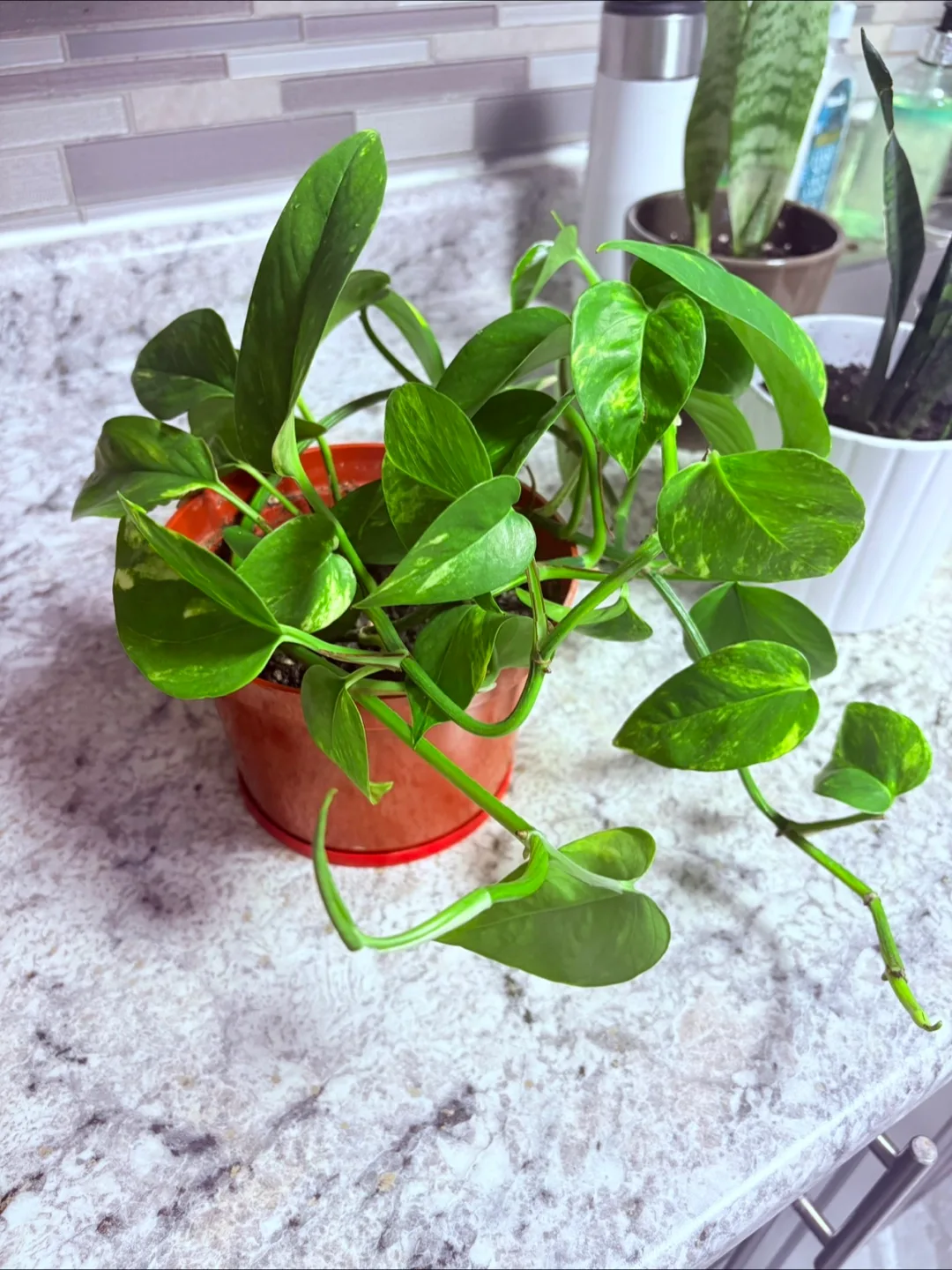 Potted Golden Pothos Plant image indicator(2)