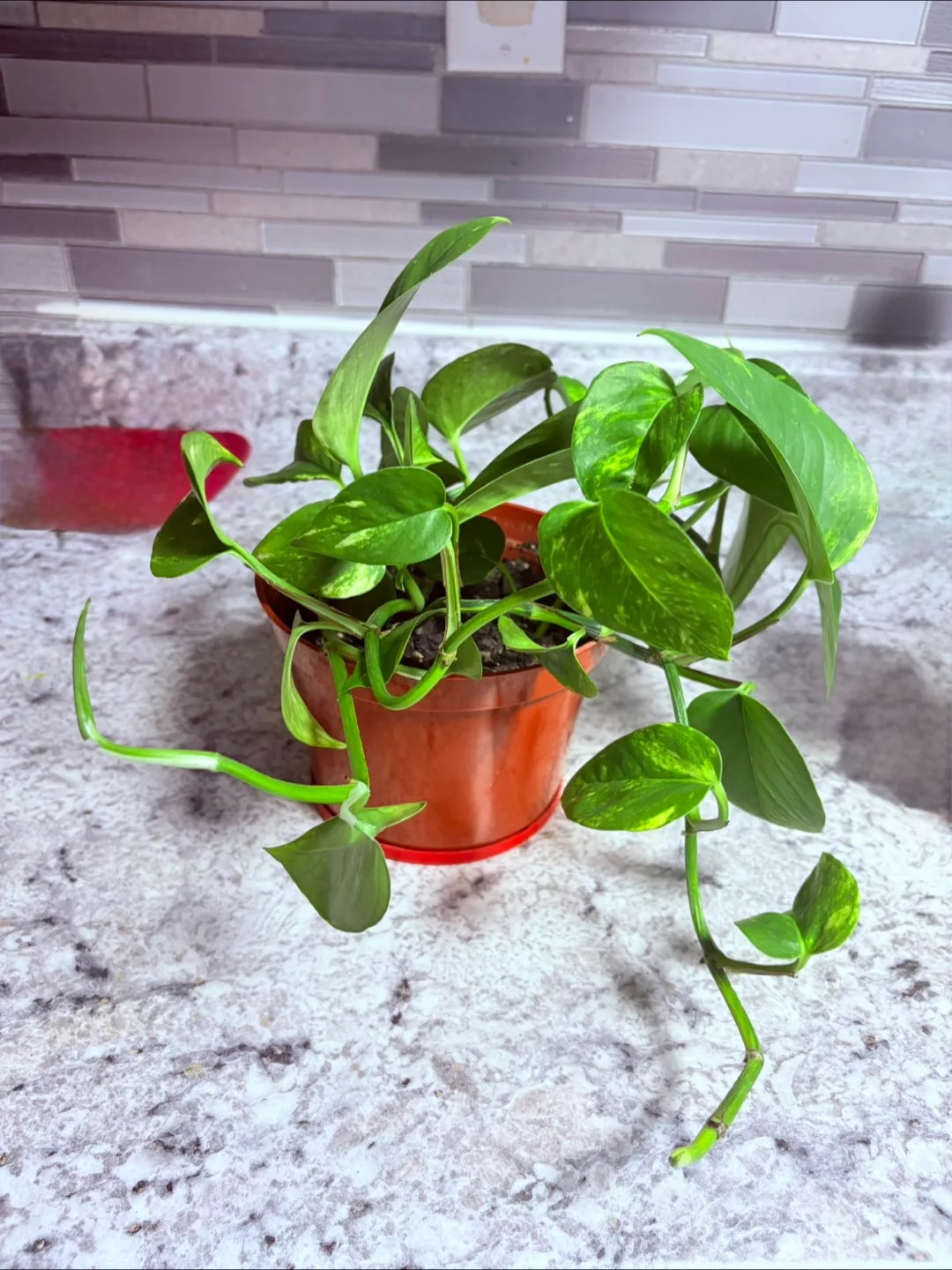 Potted Golden Pothos Plant image indicator(3)