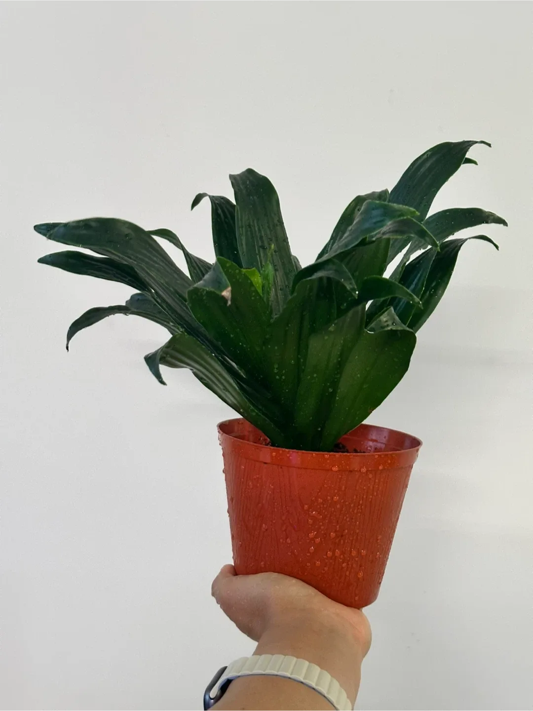 Dracaena Fragrans Plant Medium thumbnail