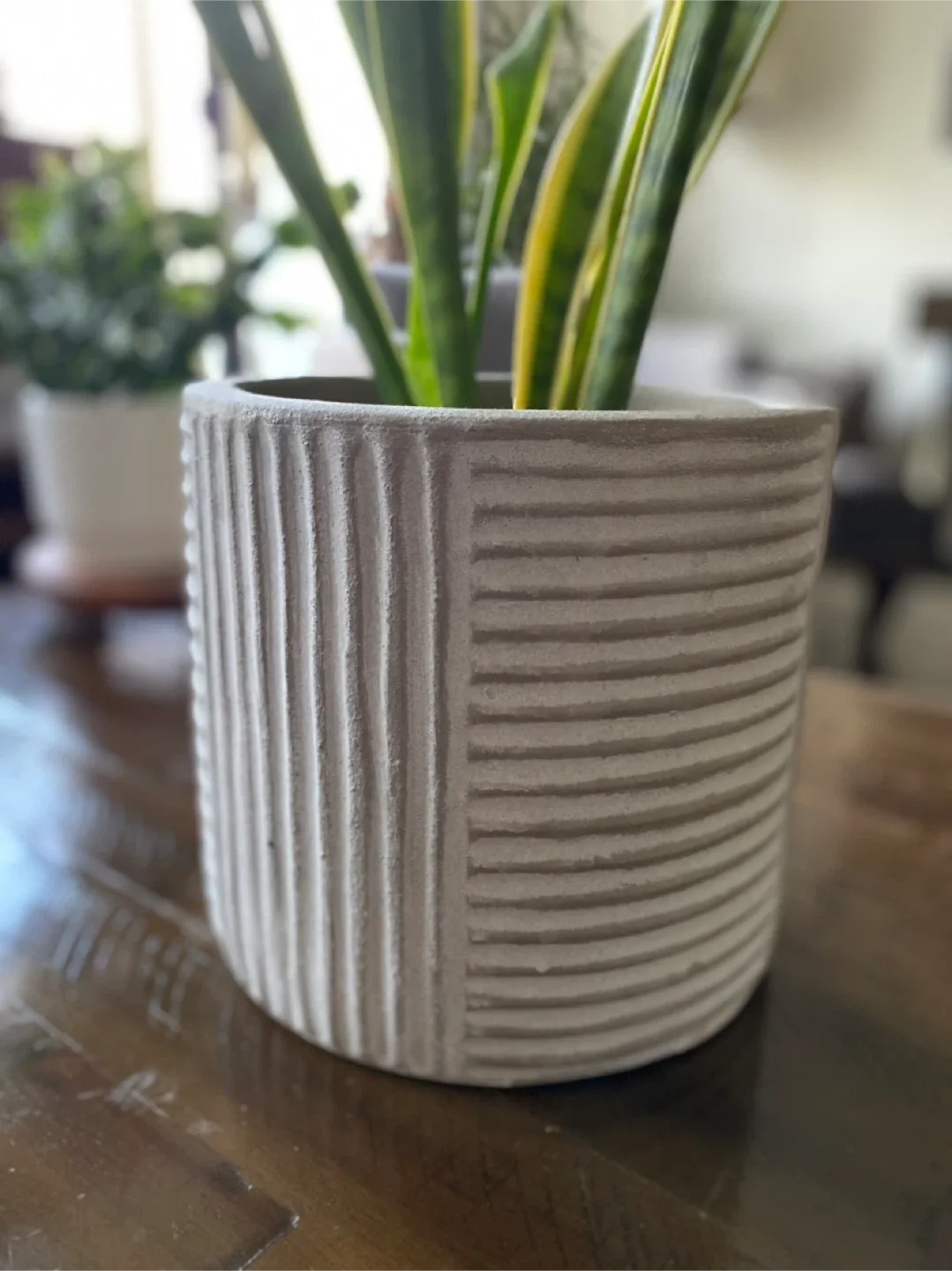 Grey Textured Plant Pot with snake plant