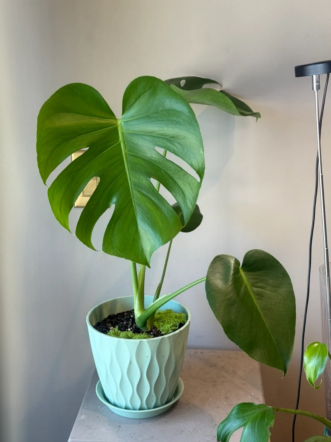 Monstera Deliciosa Plant thumbnail