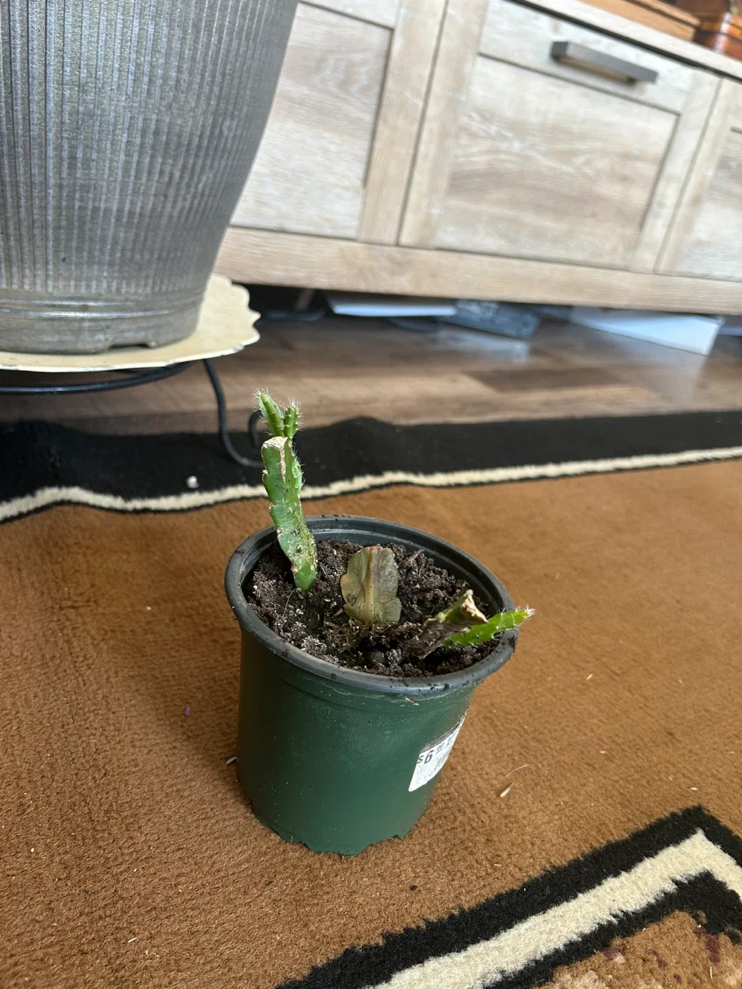 Potted Cactus thumbnail