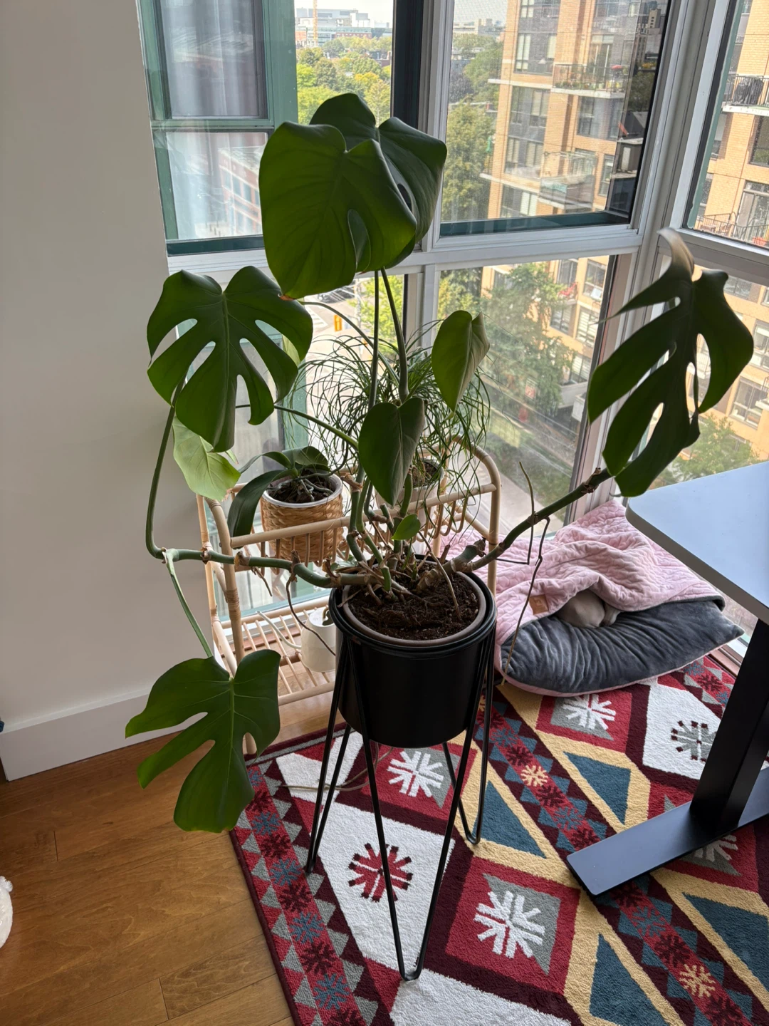 Monstera Plant