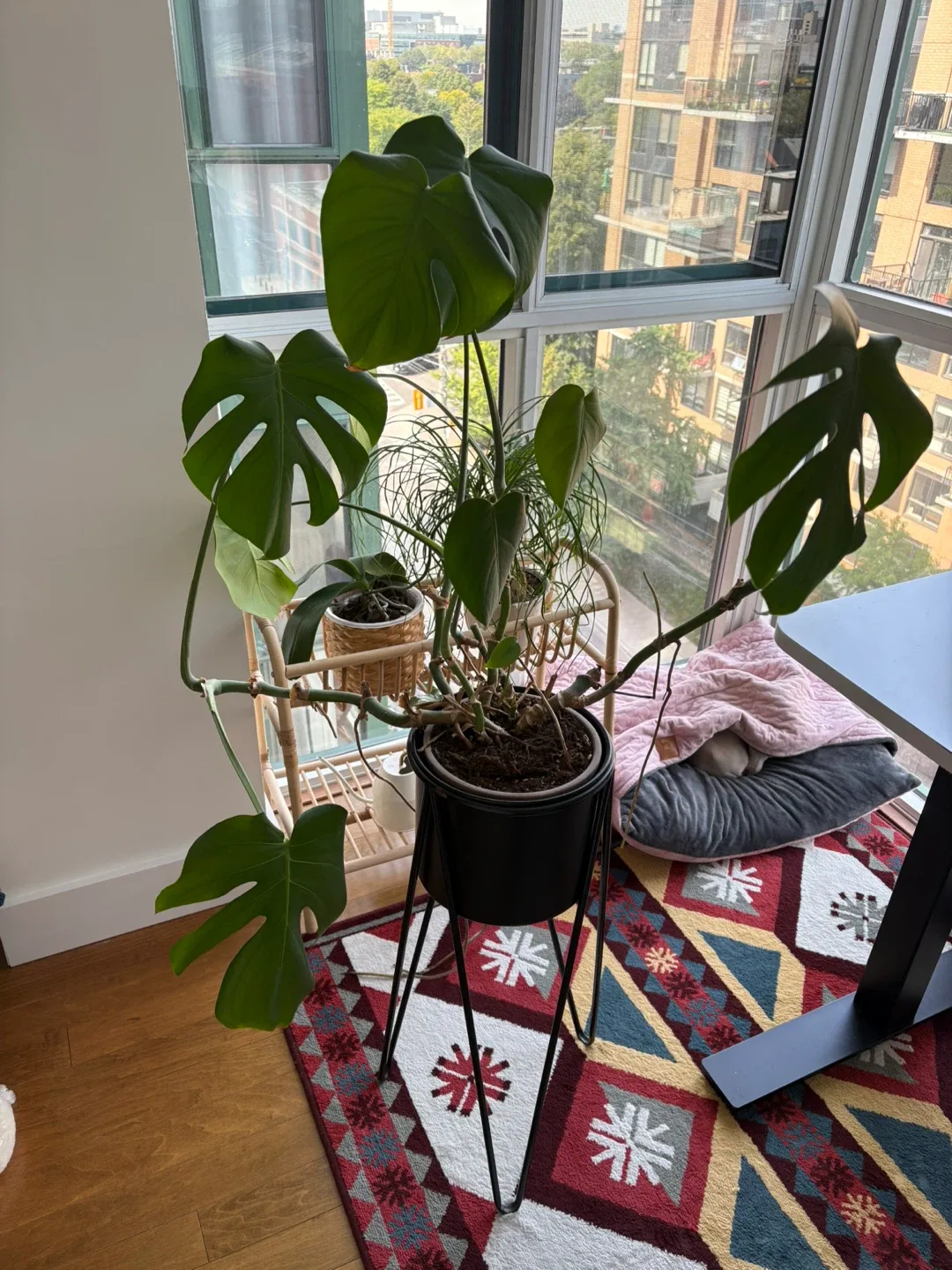 Monstera Plant thumbnail