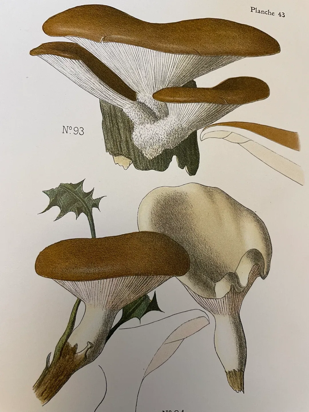 Antique Gravure en Couleur mushroom print thumbnail