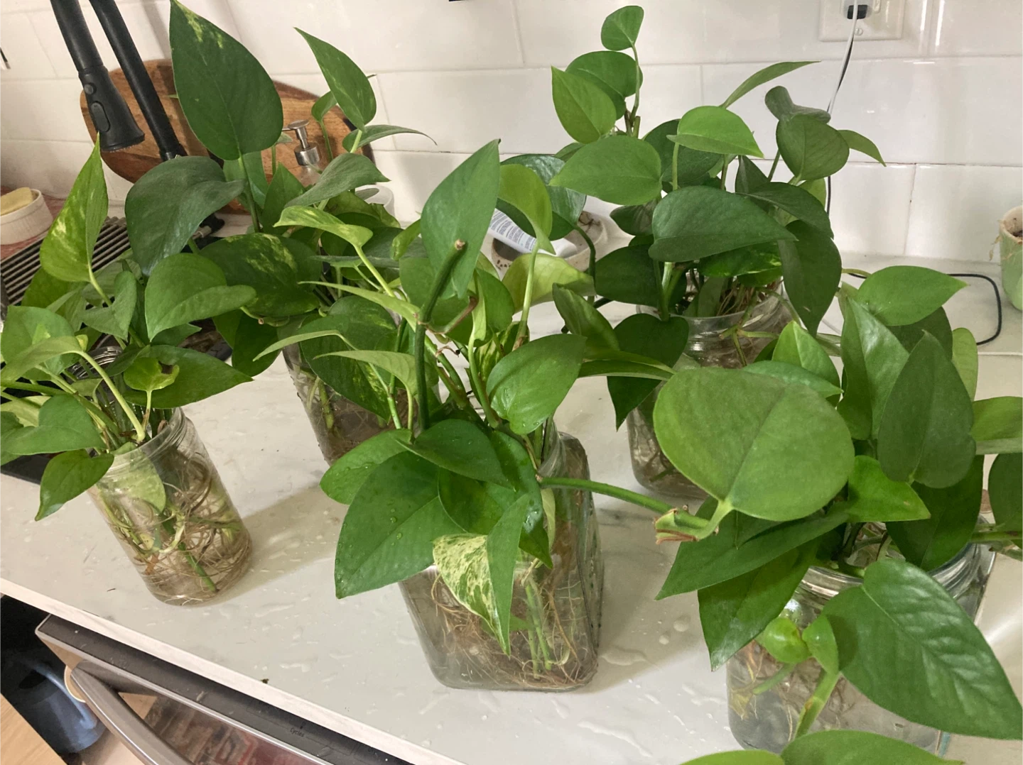 Healthy plant cuttings for sale