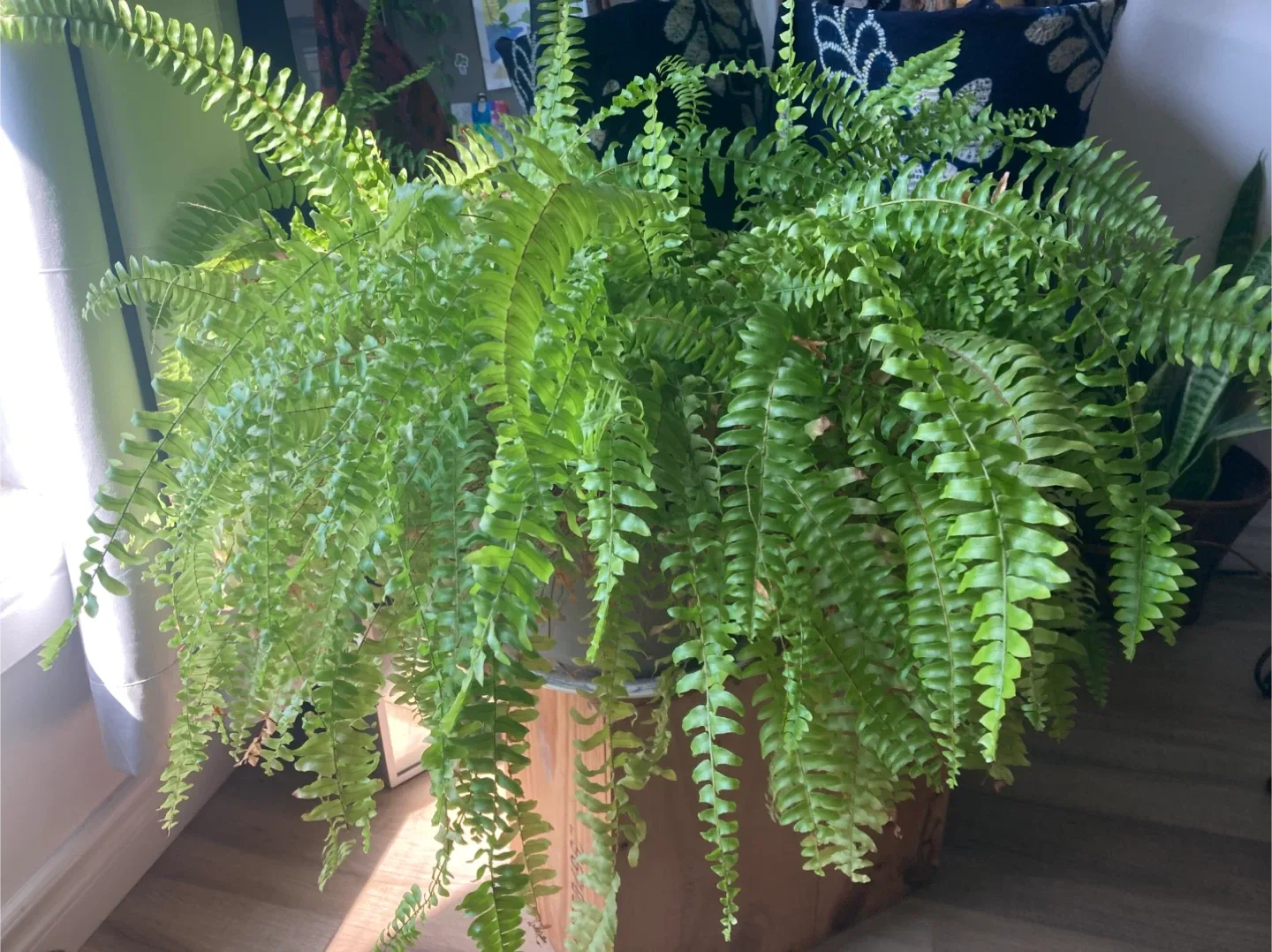 Boston Fern plant thumbnail