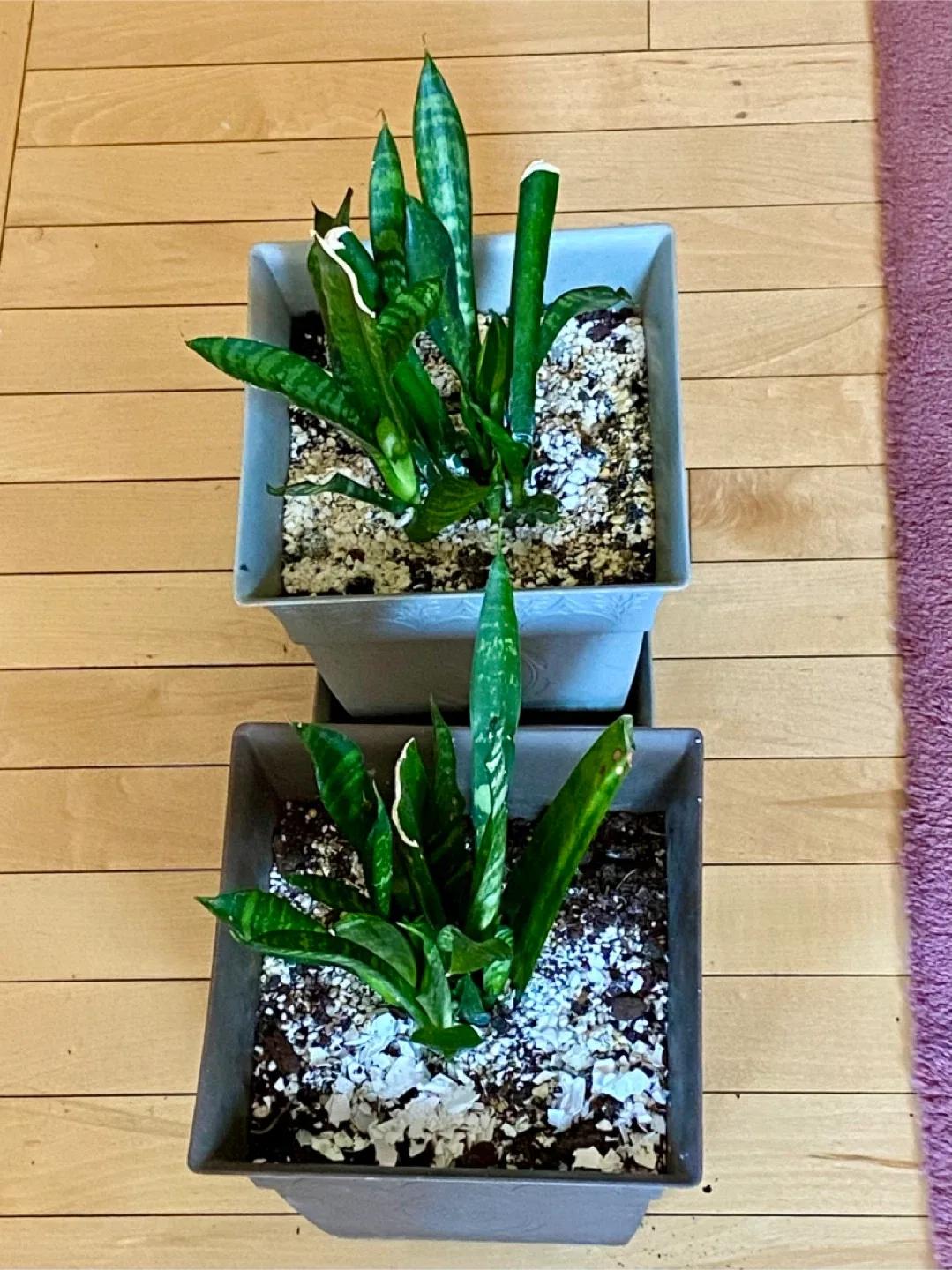 🥕 Potted Snake Plants( read description) thumbnail