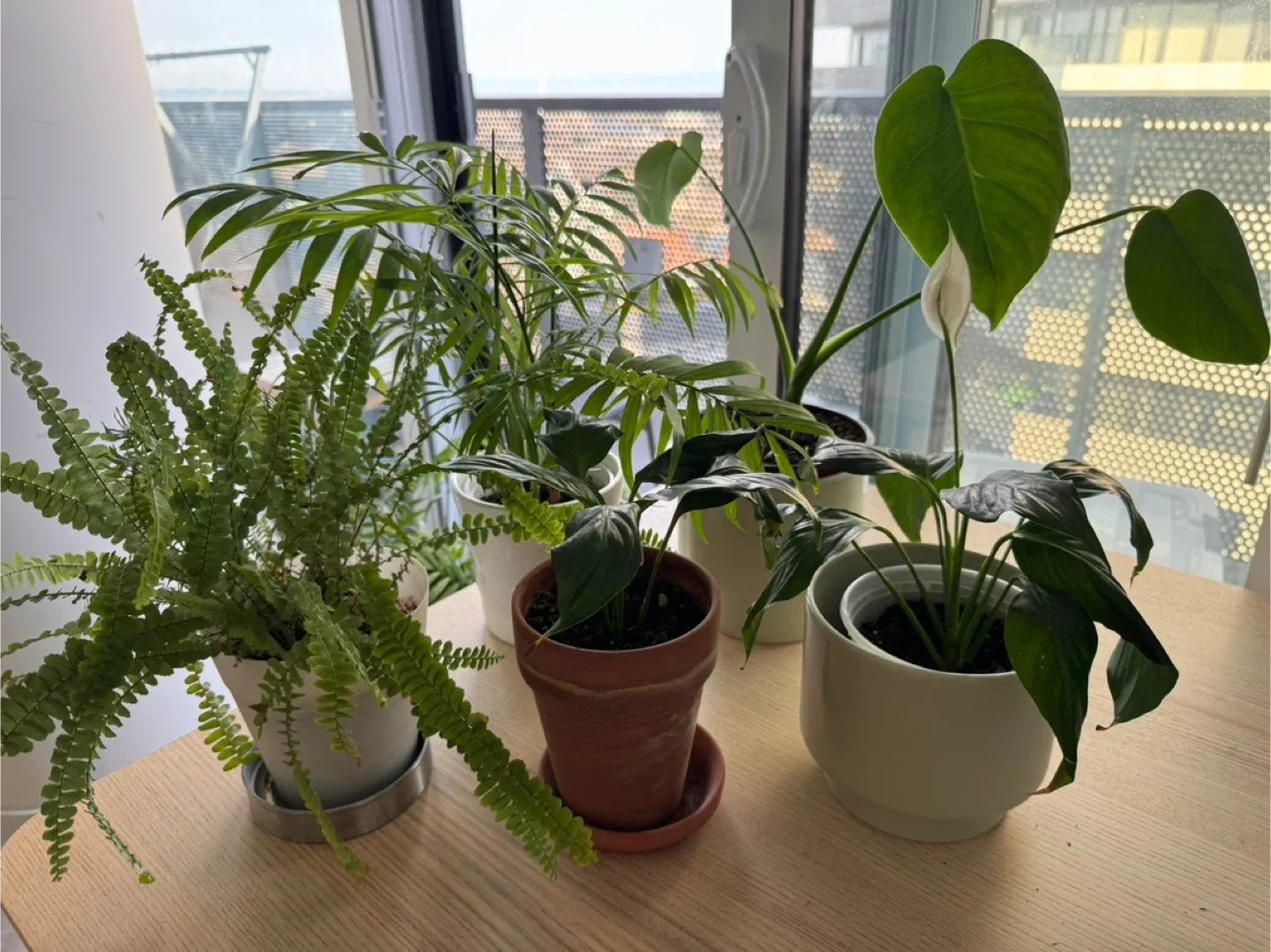 Assorted plants thumbnail