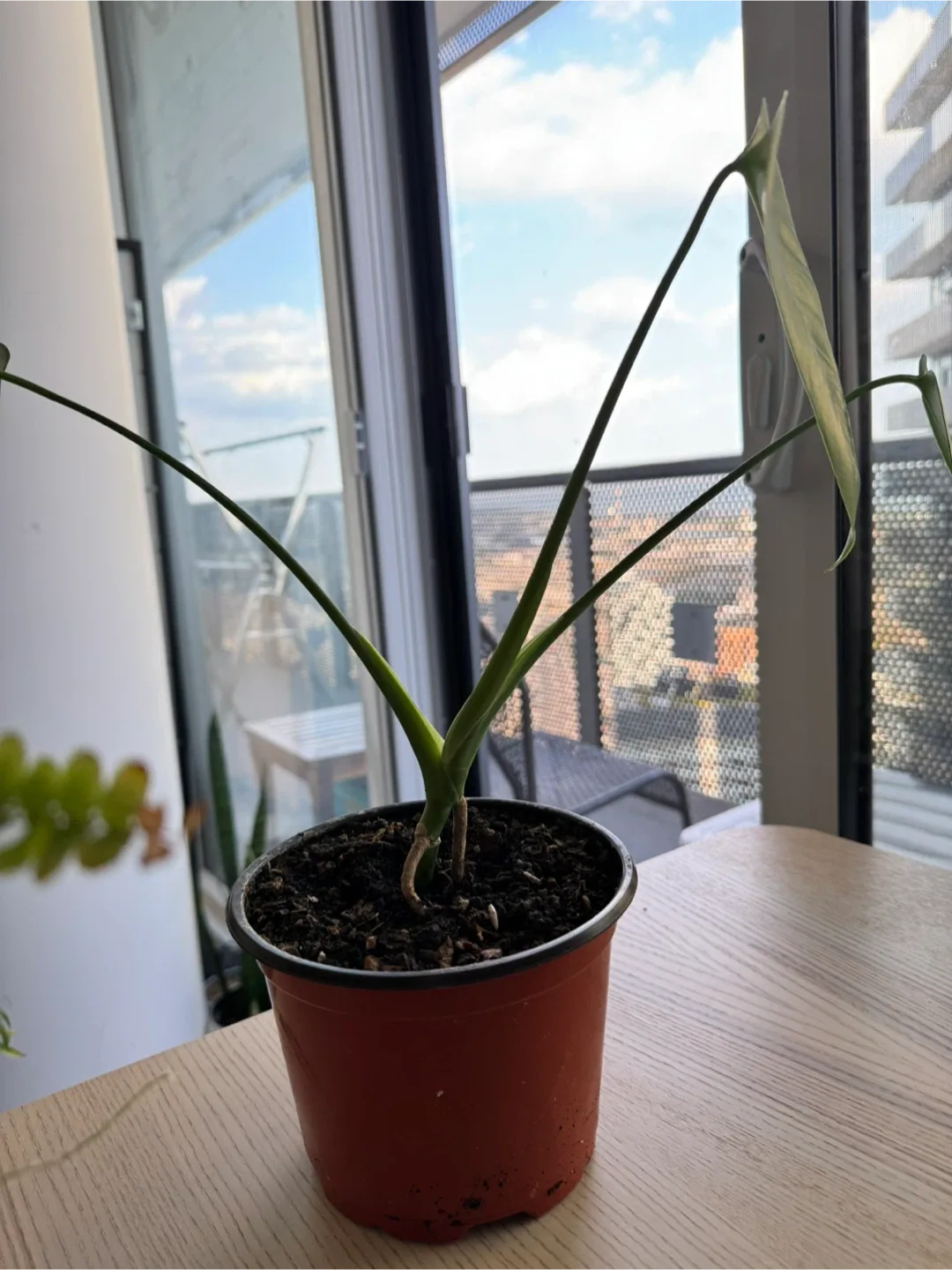 Assorted plants image indicator(3)