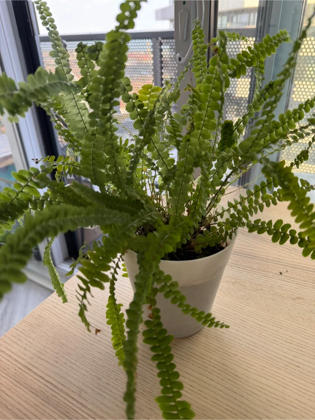 Assorted plants image indicator(4)