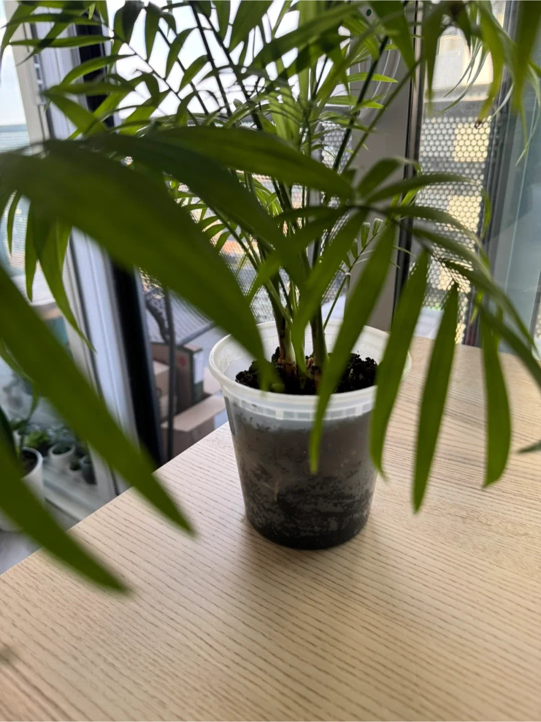 Assorted plants image indicator(2)