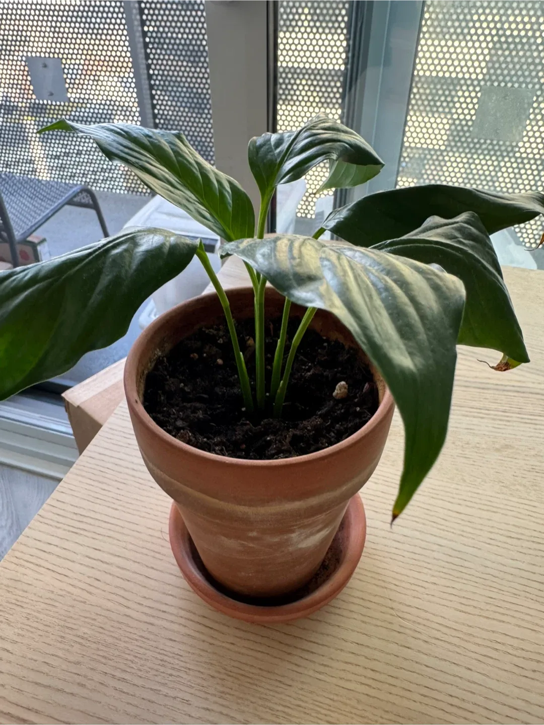 Assorted plants image indicator(5)